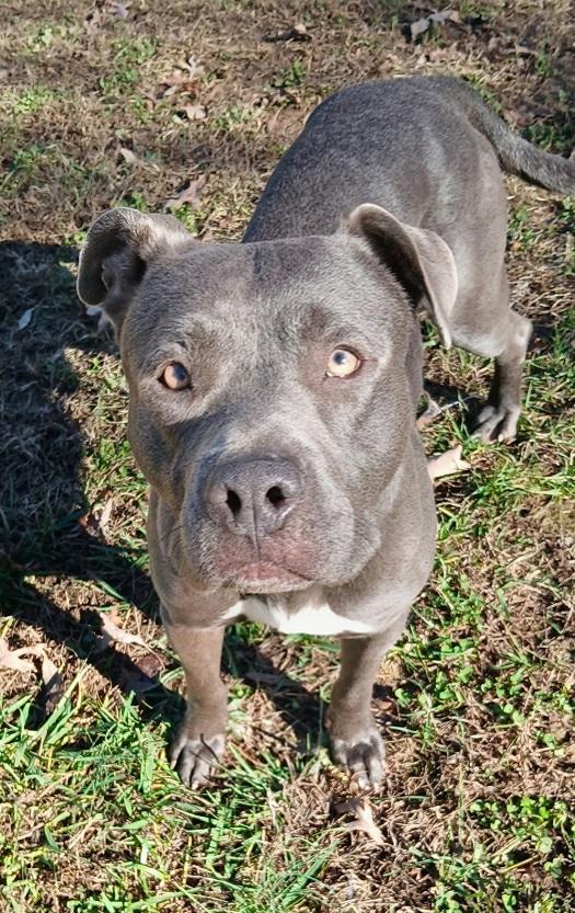 THANOS, a ADOPTABLE Terrier in Pegram, TN image 5/5