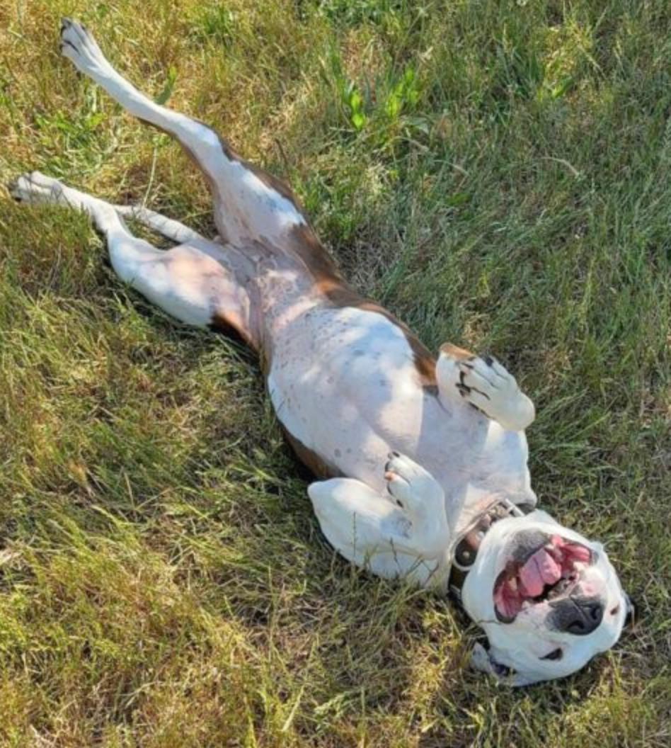 Enlarge Monet, a Adoptable Pit Bull Terrier in Oakland, CA image 2/5