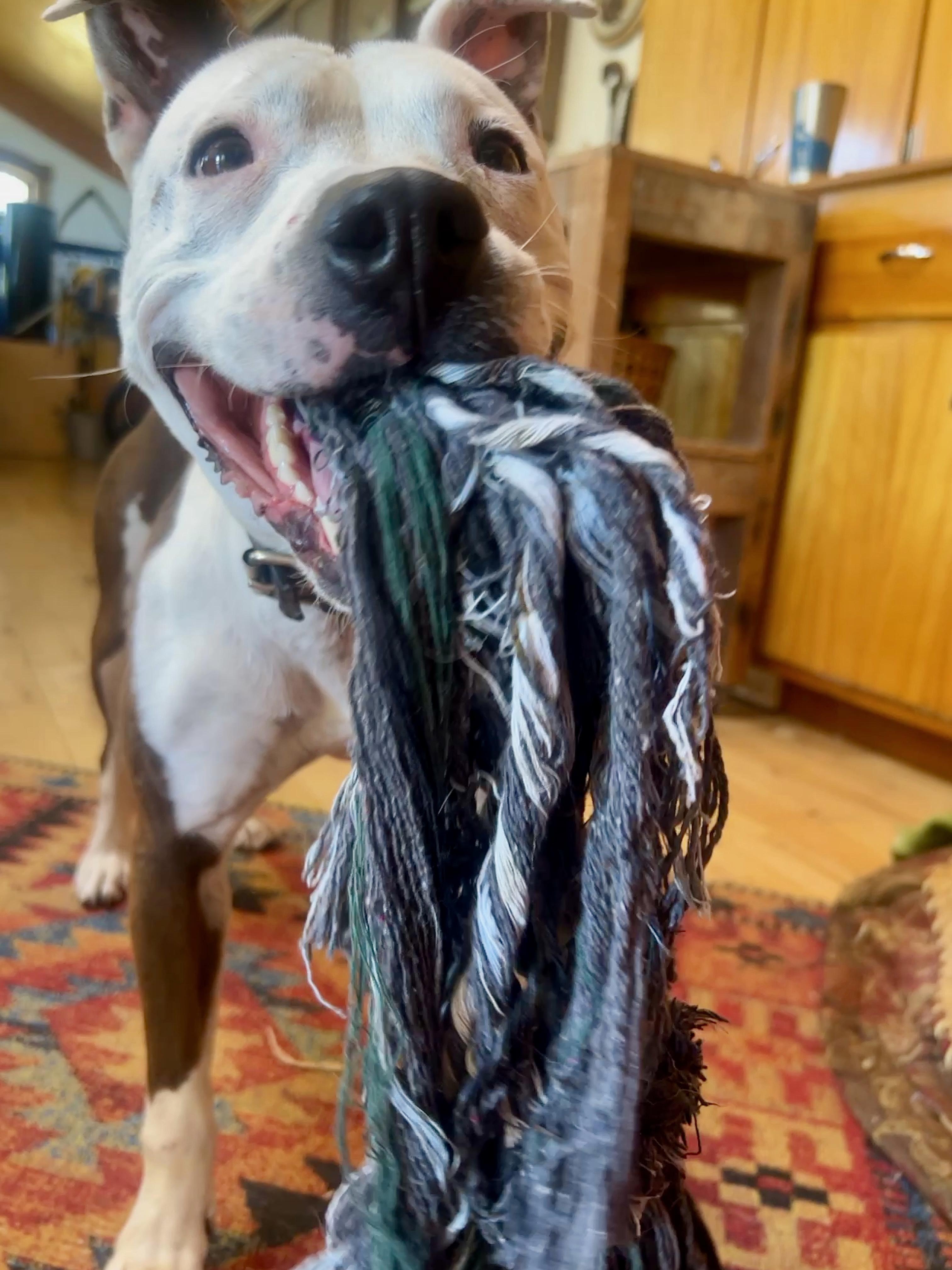 Enlarge Monet, a Adoptable Pit Bull Terrier in Oakland, CA image 5/5
