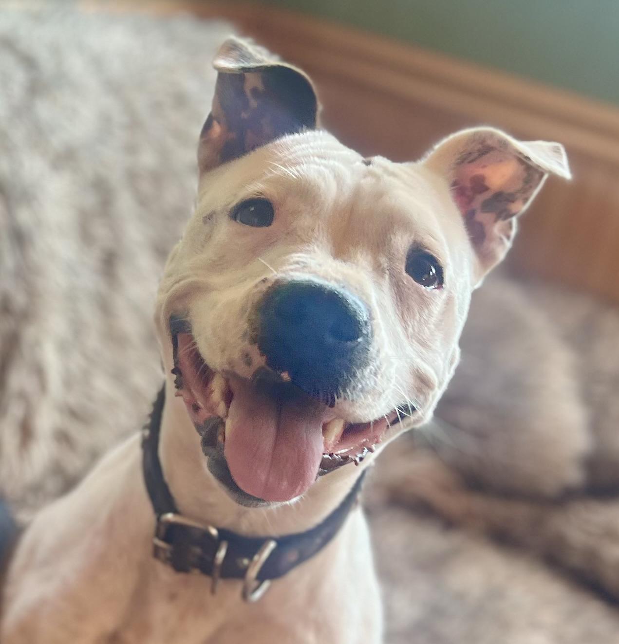 Monet, Adoptable, Young Female Pit Bull Terrier.