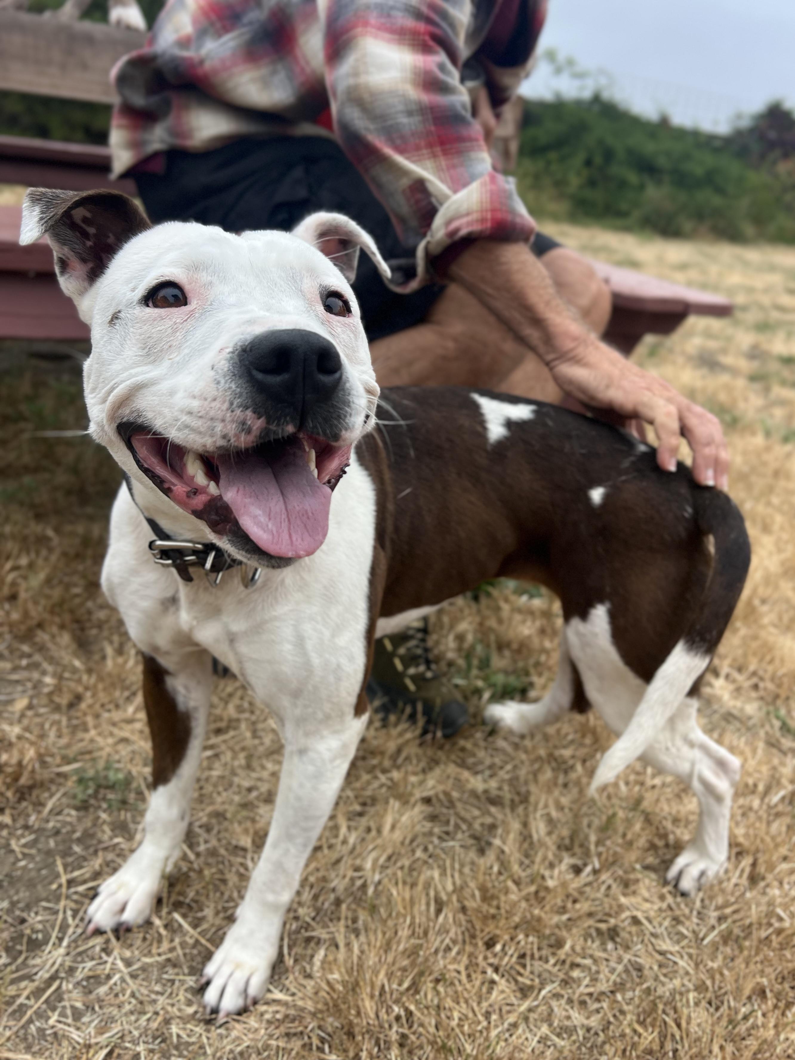 Enlarge Monet, a Adoptable Pit Bull Terrier in Oakland, CA image 3/5