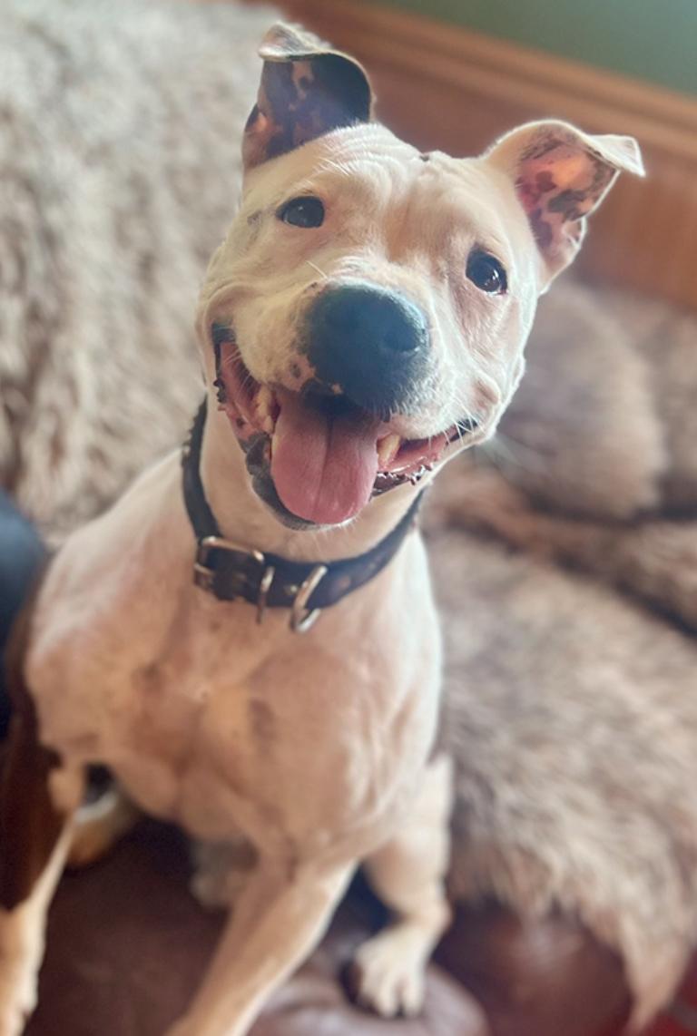 Enlarge Monet, a Adoptable Pit Bull Terrier in Oakland, CA image 4/5