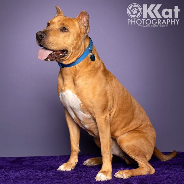 HOBART, Adoptable, Adult Male Pit Bull Terrier.