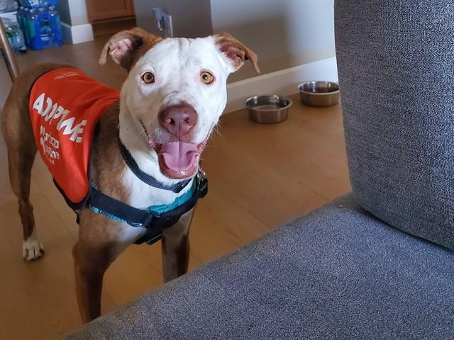STEWART, Adoptable, Adult Male Pit Bull Terrier & Mixed Breed.