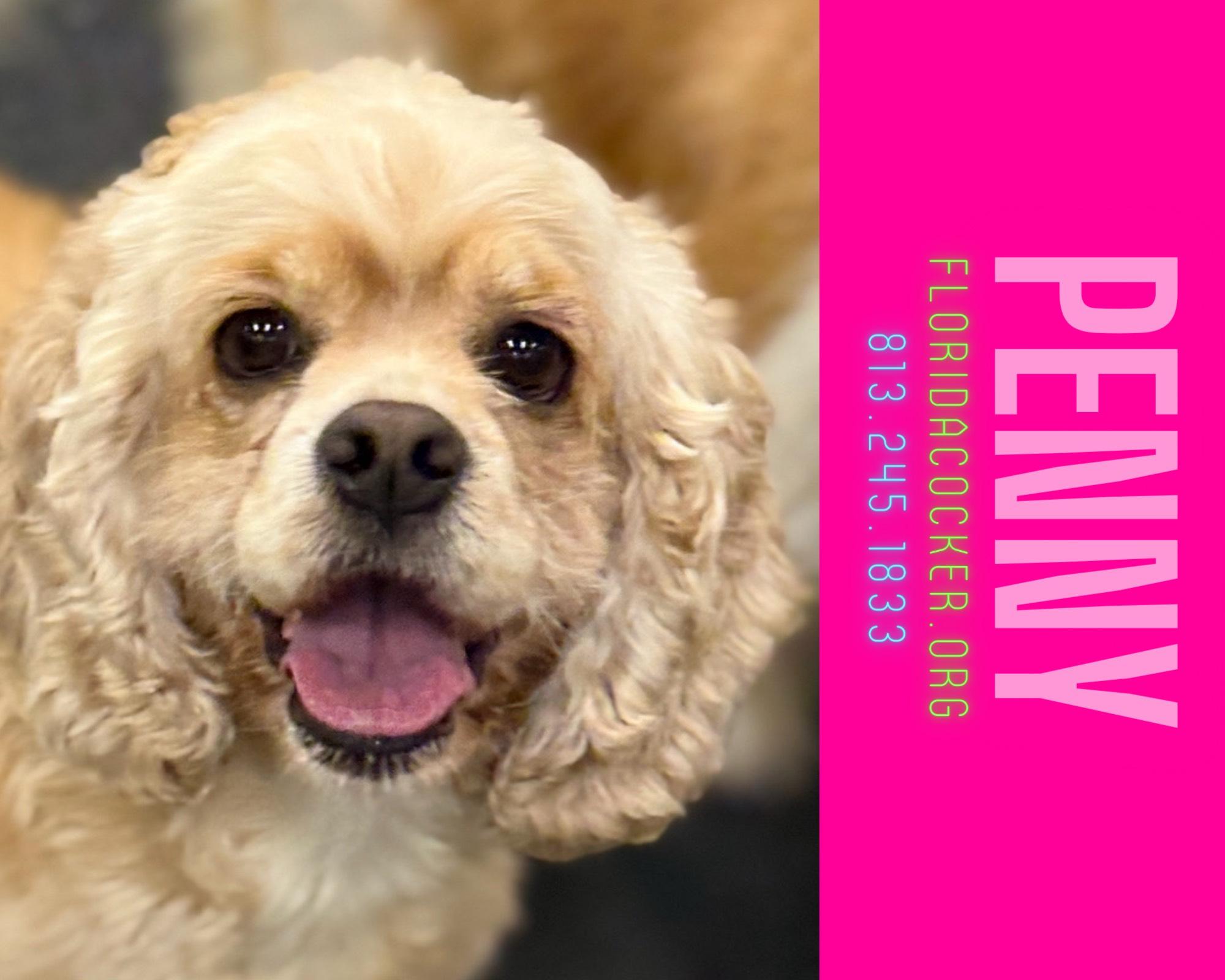 Penny, Adoptable, Adult Female Cocker Spaniel.
