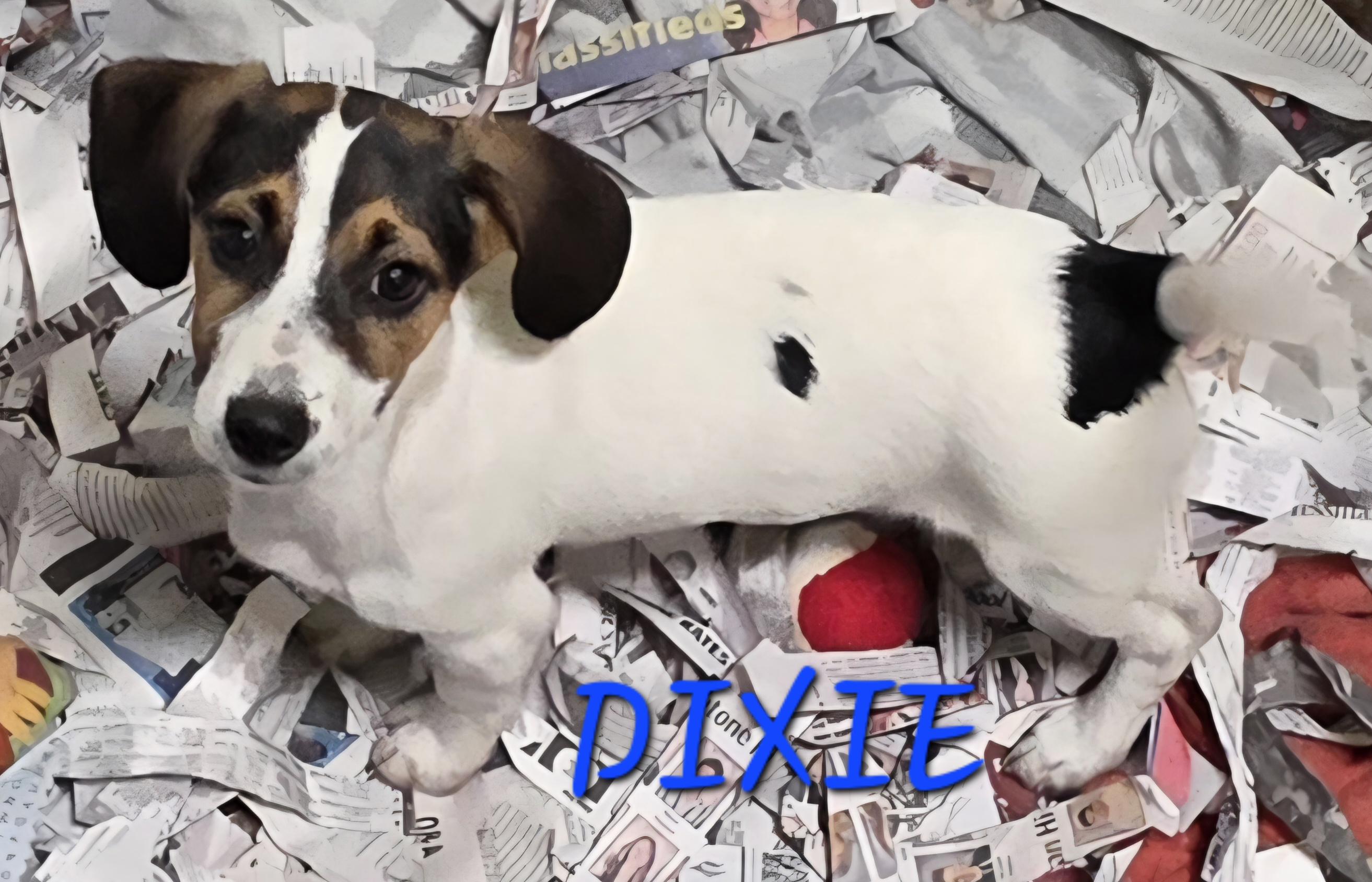 Dixie, adopted, Puppy Female Jack Russell Terrier & Beagle.