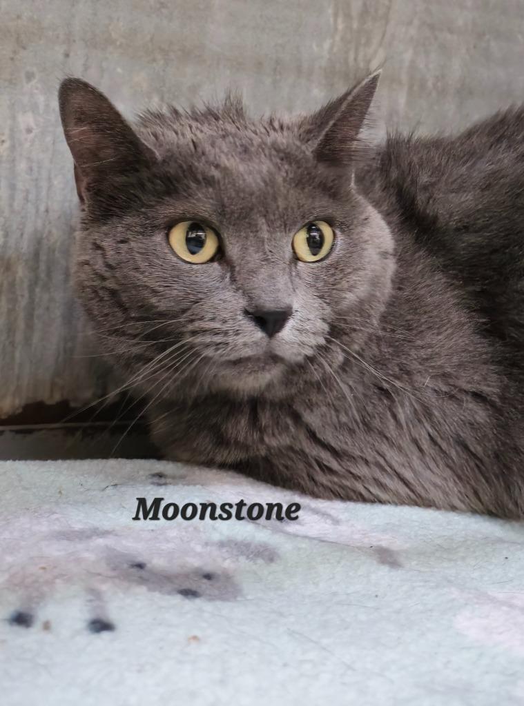 Moonstone, Adoptable, Adult Female Domestic Short Hair.