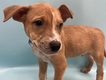 Clark, Adoptable, Puppy Male Fox Terrier & Mixed Breed.