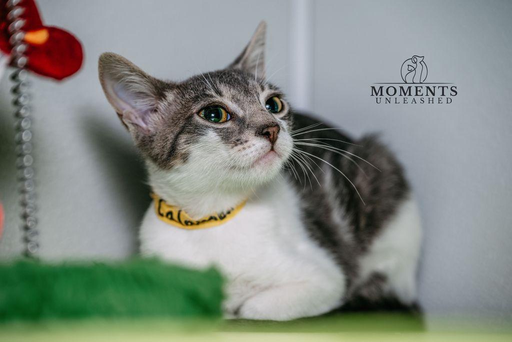 Calamari, a ADOPTABLE Domestic Short Hair in Myakka City, FL image 3/3
