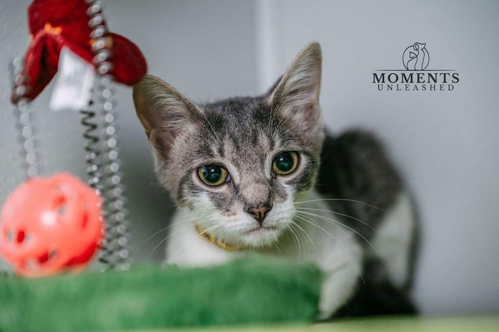 Calamari, a ADOPTABLE Domestic Short Hair in Myakka City, FL image 2/3