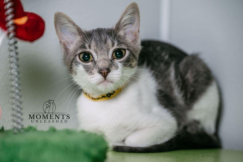 Calamari, ADOPTABLE, Kitten Female Domestic Short Hair.