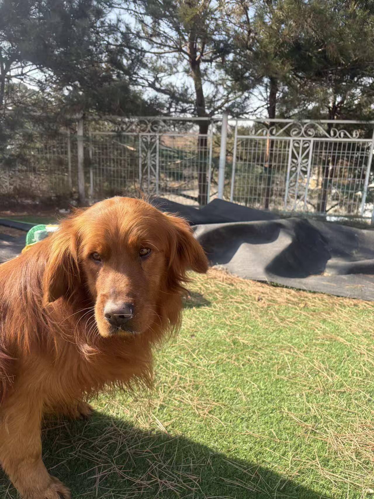Enlarge Dylan, a ADOPTABLE Golden Retriever in West Hollywood, CA image 4/4