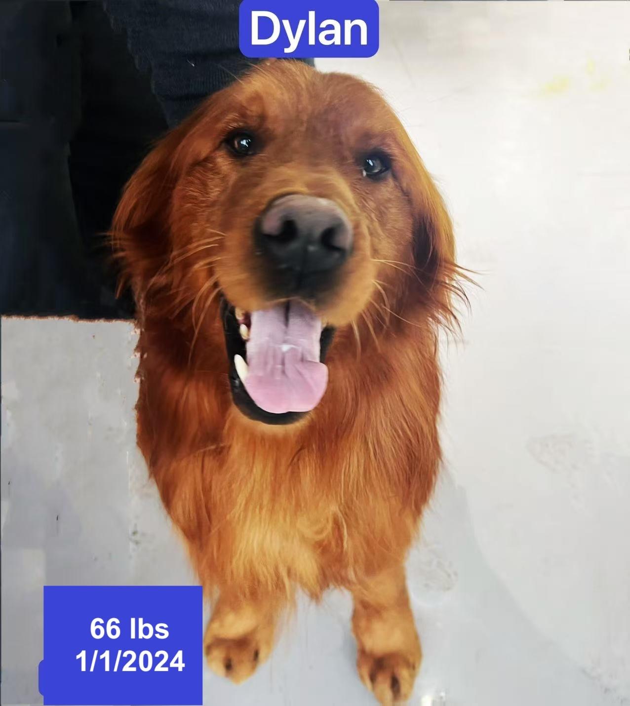 Dylan, ADOPTABLE, Young Male Golden Retriever.