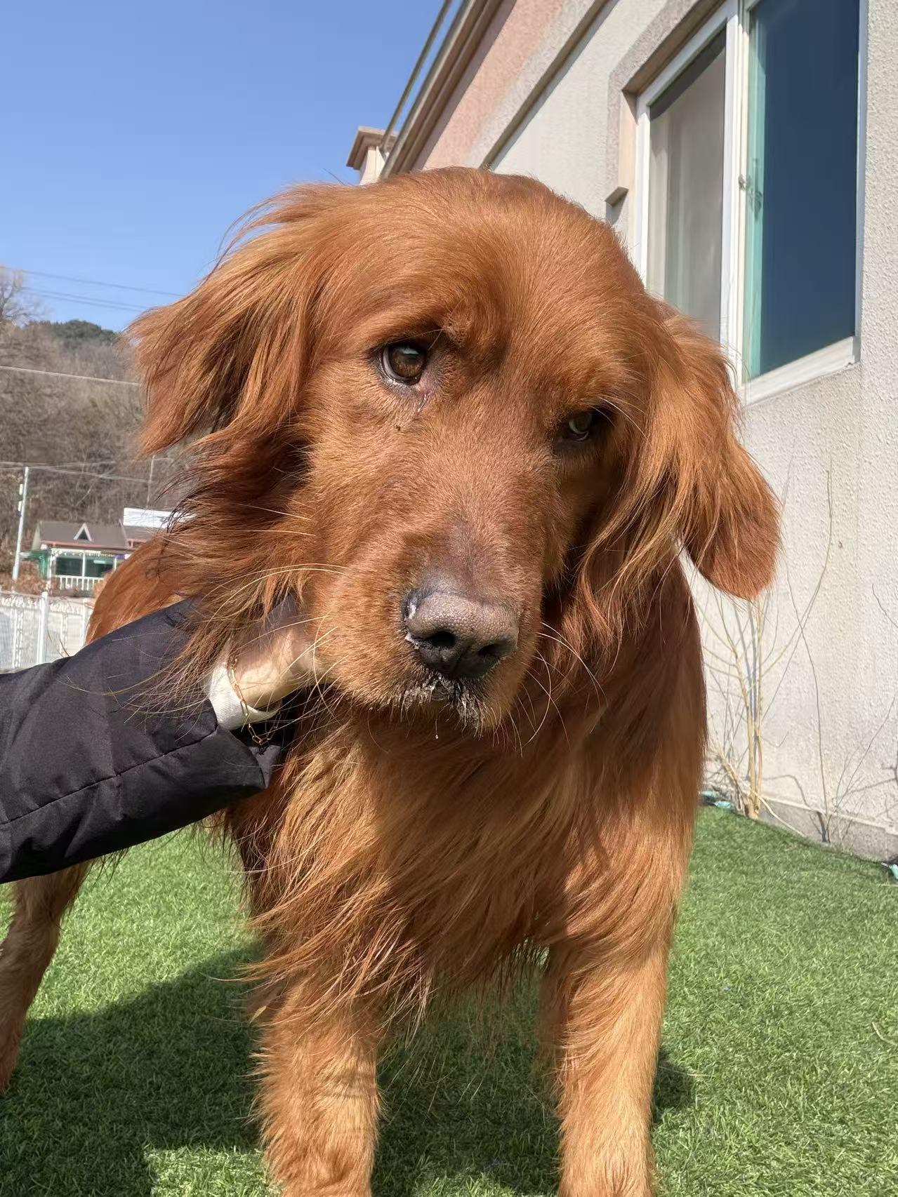 Enlarge Dylan, a ADOPTABLE Golden Retriever in West Hollywood, CA image 2/4