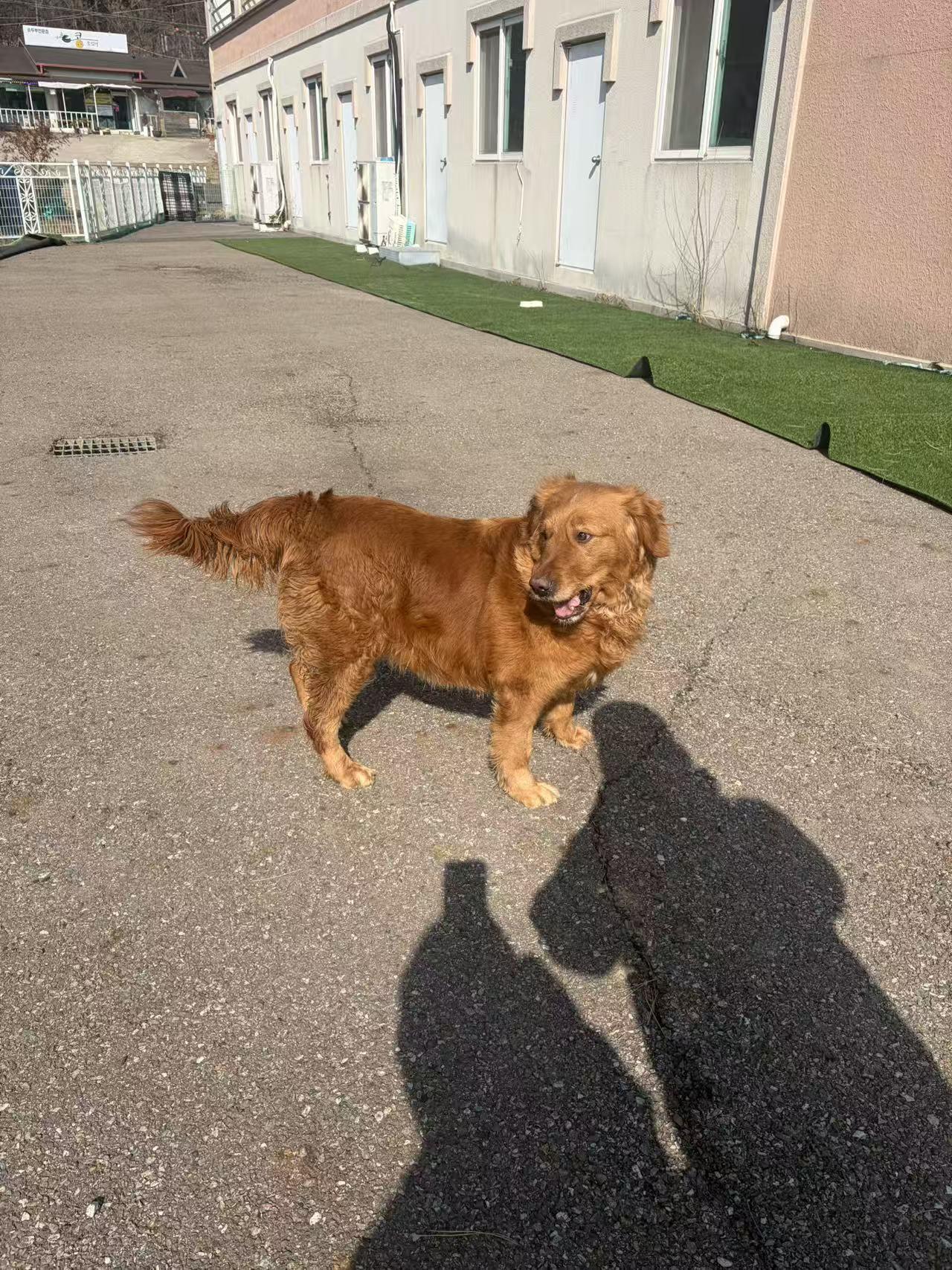 Enlarge Dylan, a ADOPTABLE Golden Retriever in West Hollywood, CA image 3/4