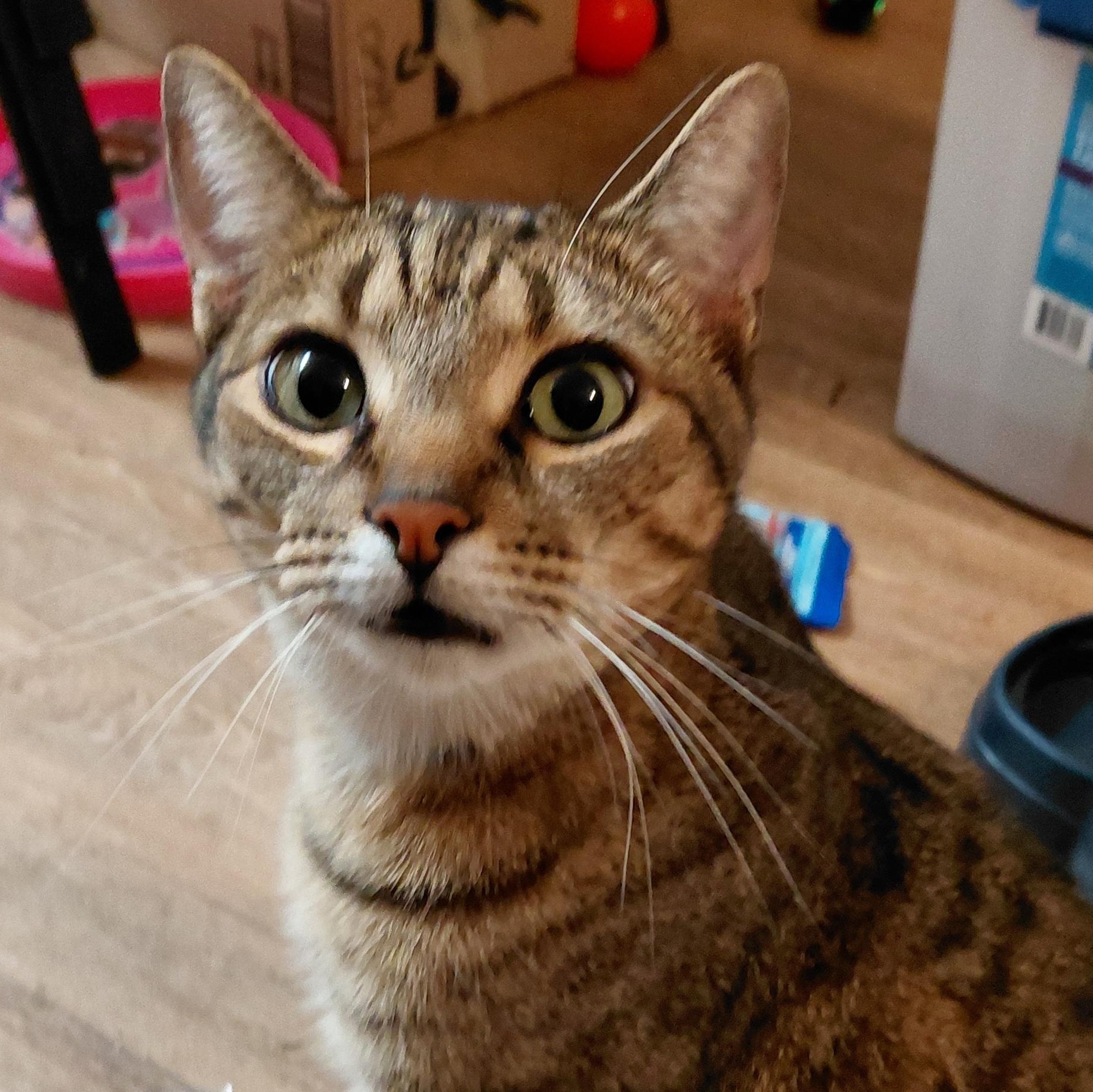 Enlarge Labubu, a Adoptable mixed breed in The Dalles, OR image 1/1