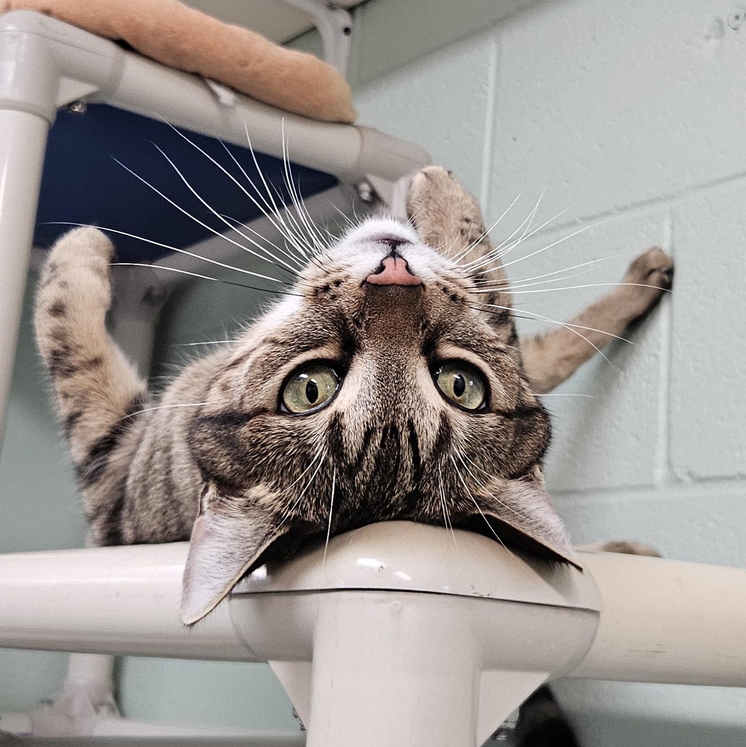 Enlarge Labubu, a Adoptable mixed breed in The Dalles, OR image 1/2