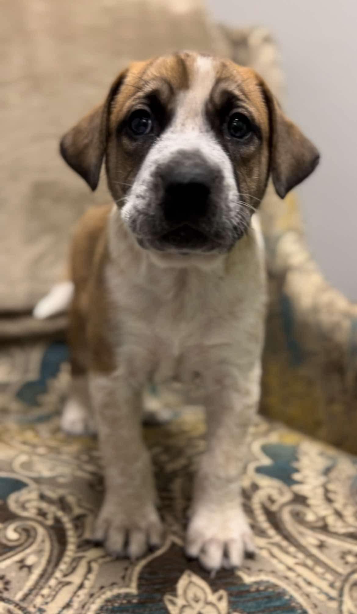 Bobby Magee, ADOPTABLE, Puppy Male Labrador Retriever & Shepherd.