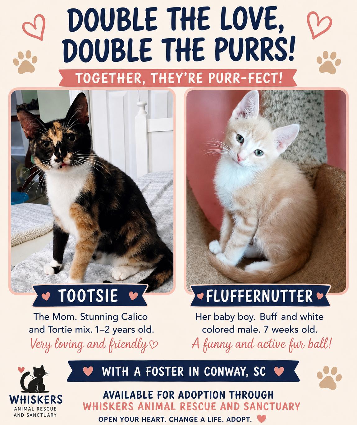 Enlarge Tootsie, a ADOPTABLE Domestic Short Hair in Myrtle Beach, SC image 5/5