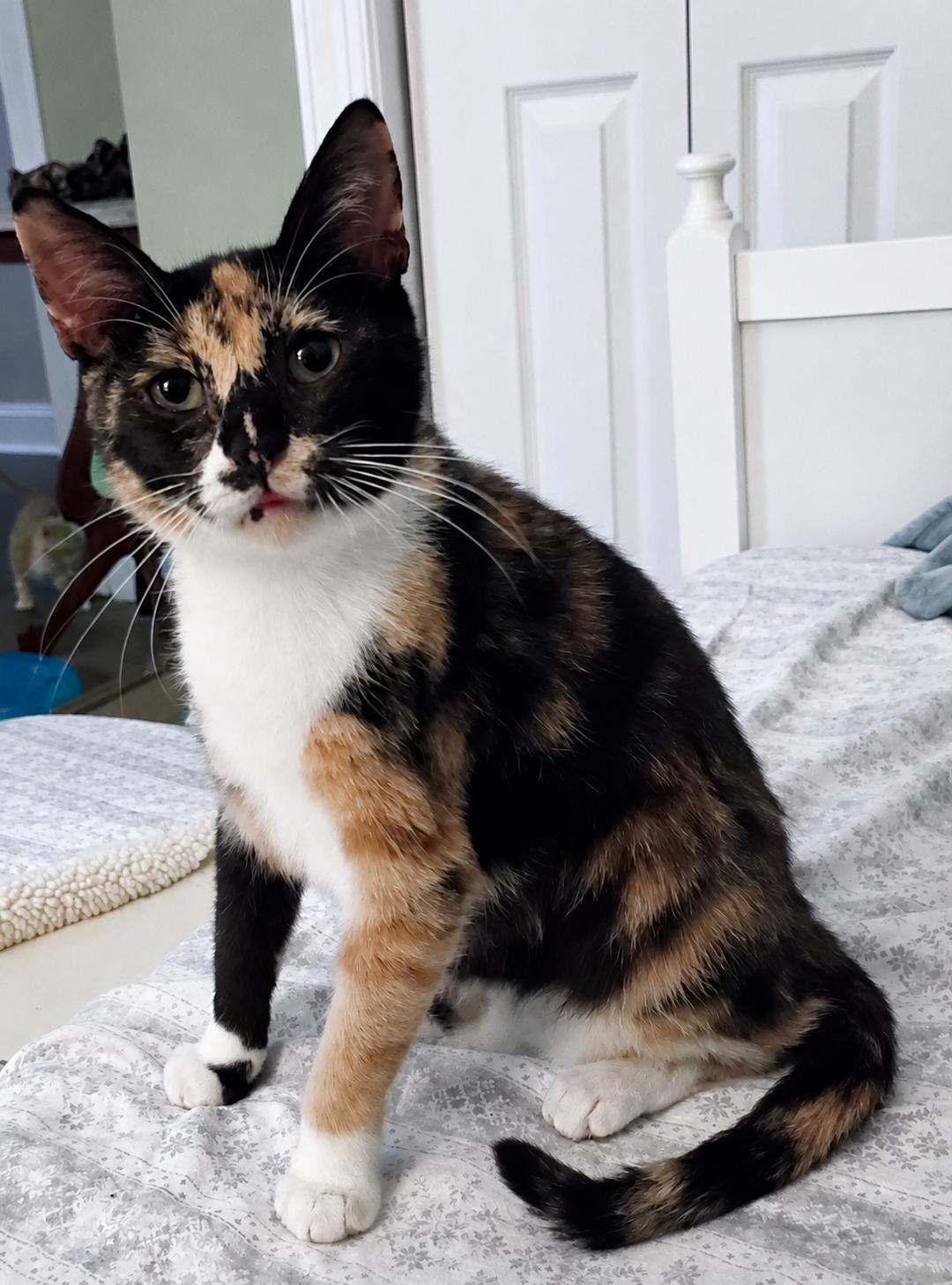 Enlarge Tootsie, a ADOPTABLE Domestic Short Hair in Myrtle Beach, SC image 1/5