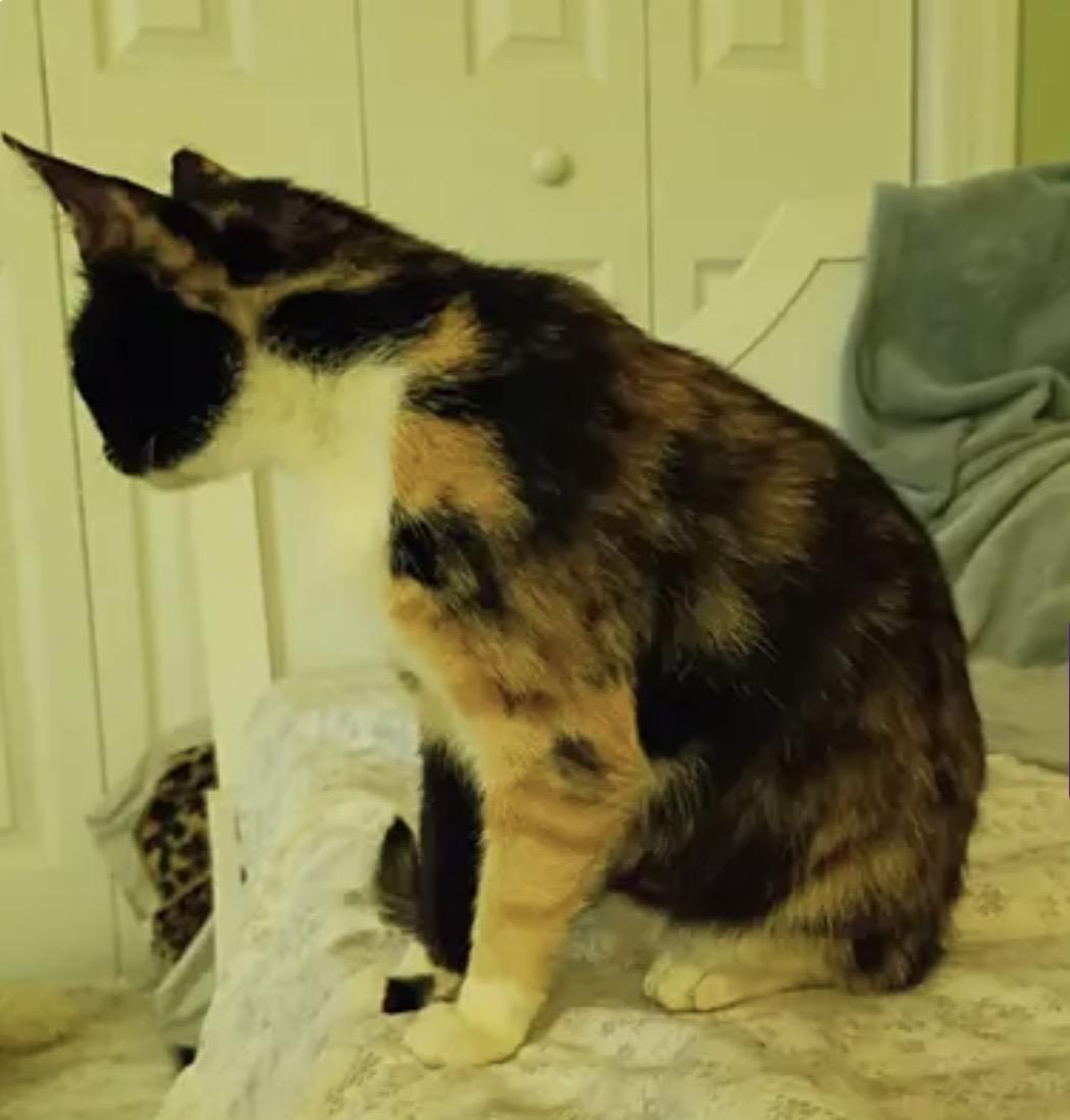 Enlarge Tootsie, a ADOPTABLE Domestic Short Hair in Myrtle Beach, SC image 3/5