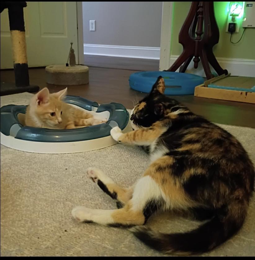 Enlarge Tootsie, a ADOPTABLE Domestic Short Hair in Myrtle Beach, SC image 4/5