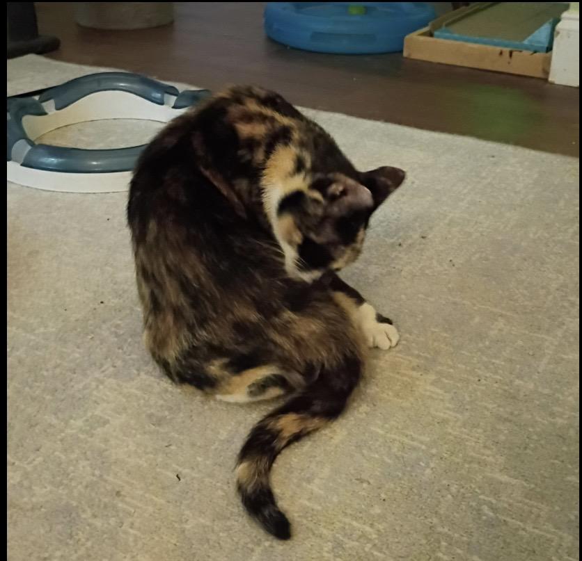 Enlarge Tootsie, a ADOPTABLE Domestic Short Hair in Myrtle Beach, SC image 2/5