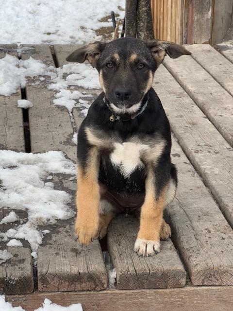 Dahlia, an adoptable Shepherd in Winnipeg, MB, R2C 3A4 | Photo Image 4