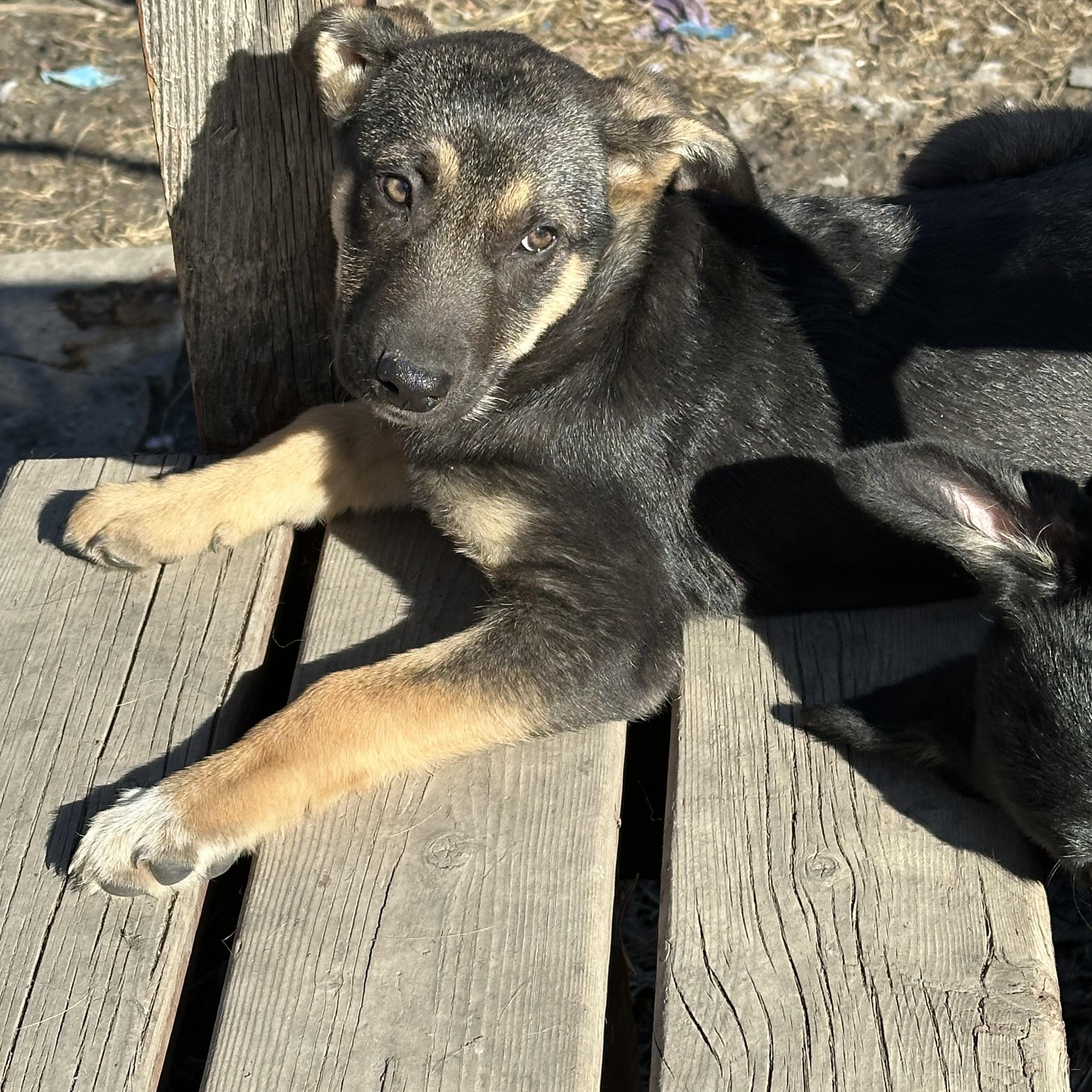 Dahlia, an adoptable Shepherd in Winnipeg, MB, R2C 3A4 | Photo Image 5