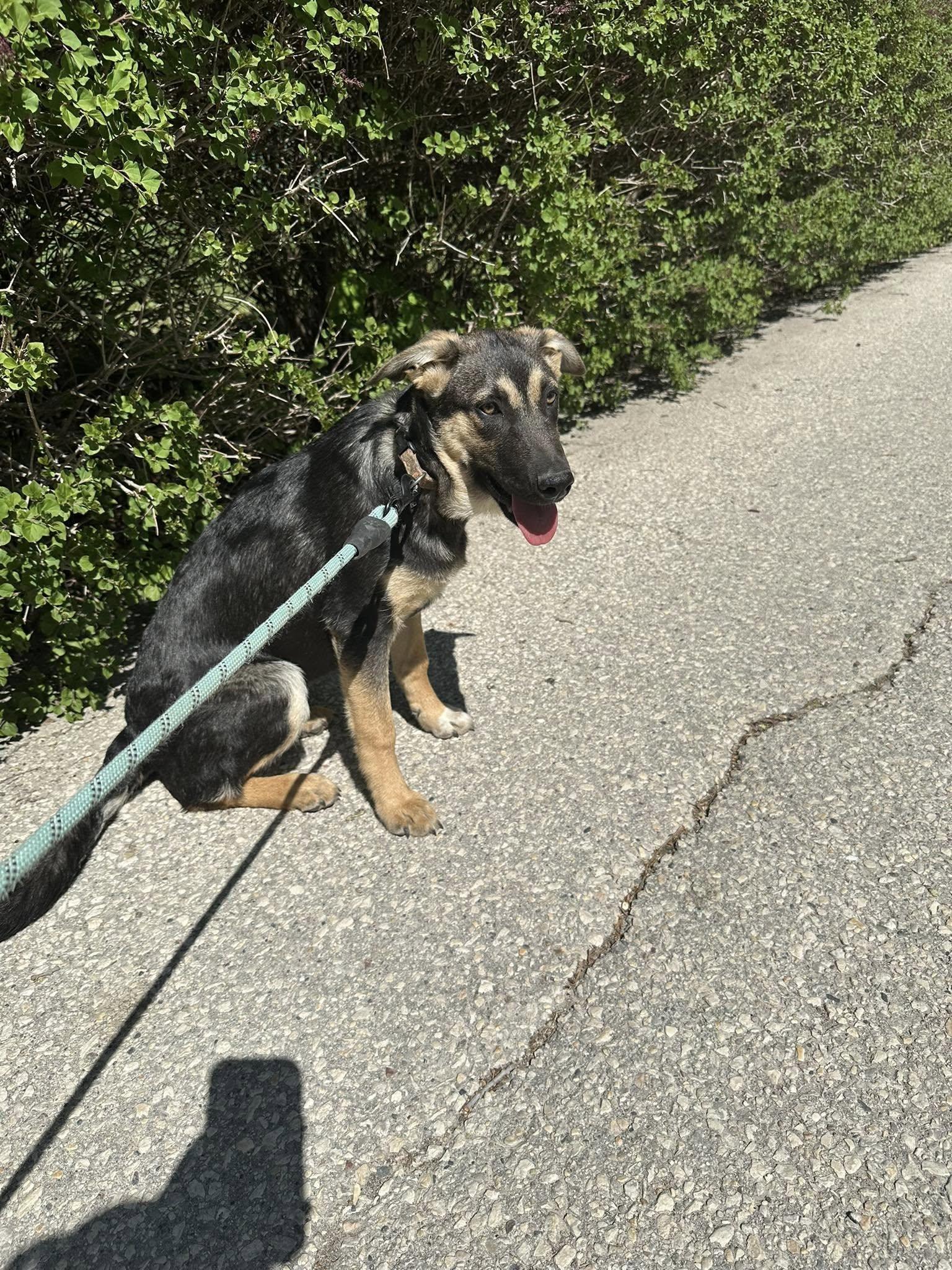 Dahlia, an adoptable Shepherd in Winnipeg, MB, R2C 3A4 | Photo Image 2