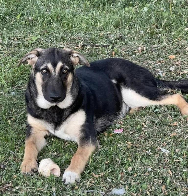Dahlia, an adoptable Shepherd in Winnipeg, MB, R2C 3A4 | Photo Image 1