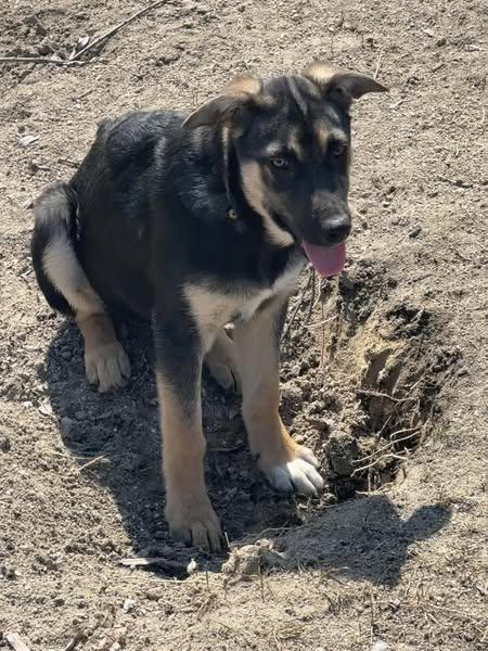 Dahlia, an adoptable Shepherd in Winnipeg, MB, R2C 3A4 | Photo Image 3