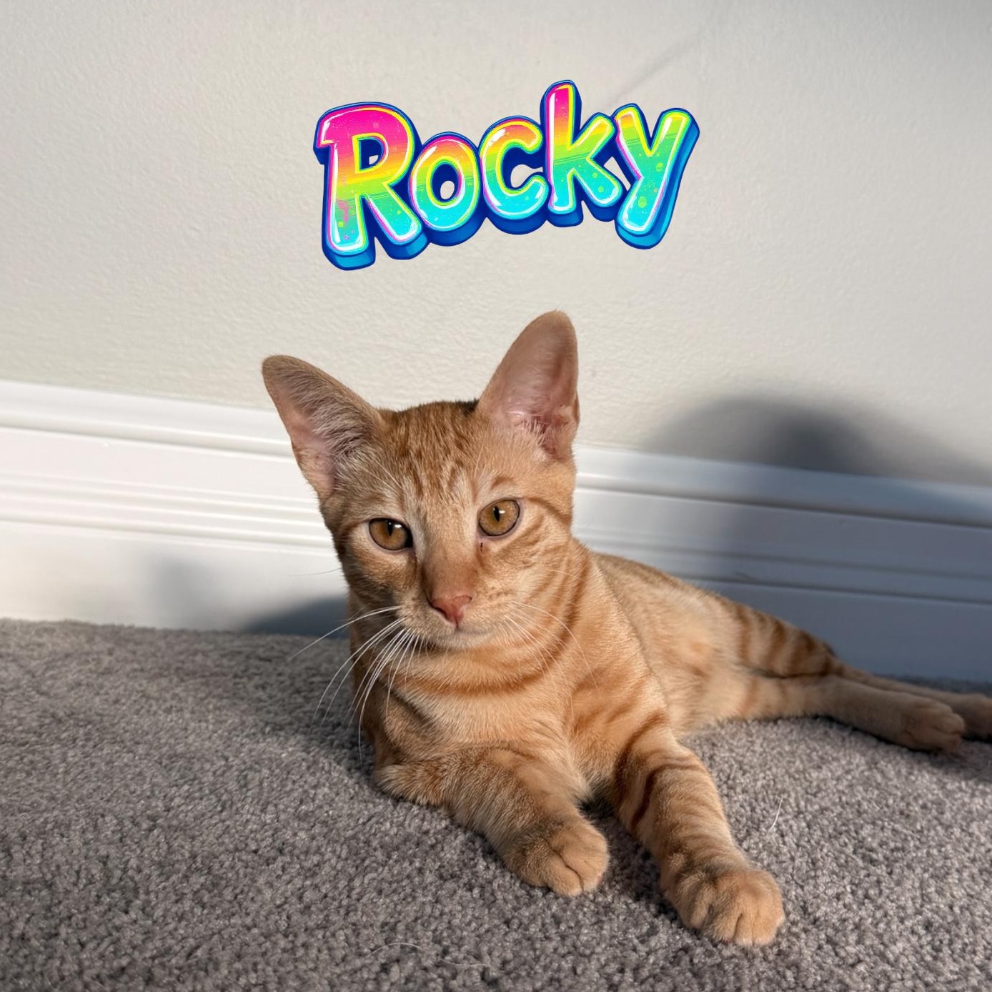 Rocky, Adoptable, Kitten Male Domestic Short Hair.