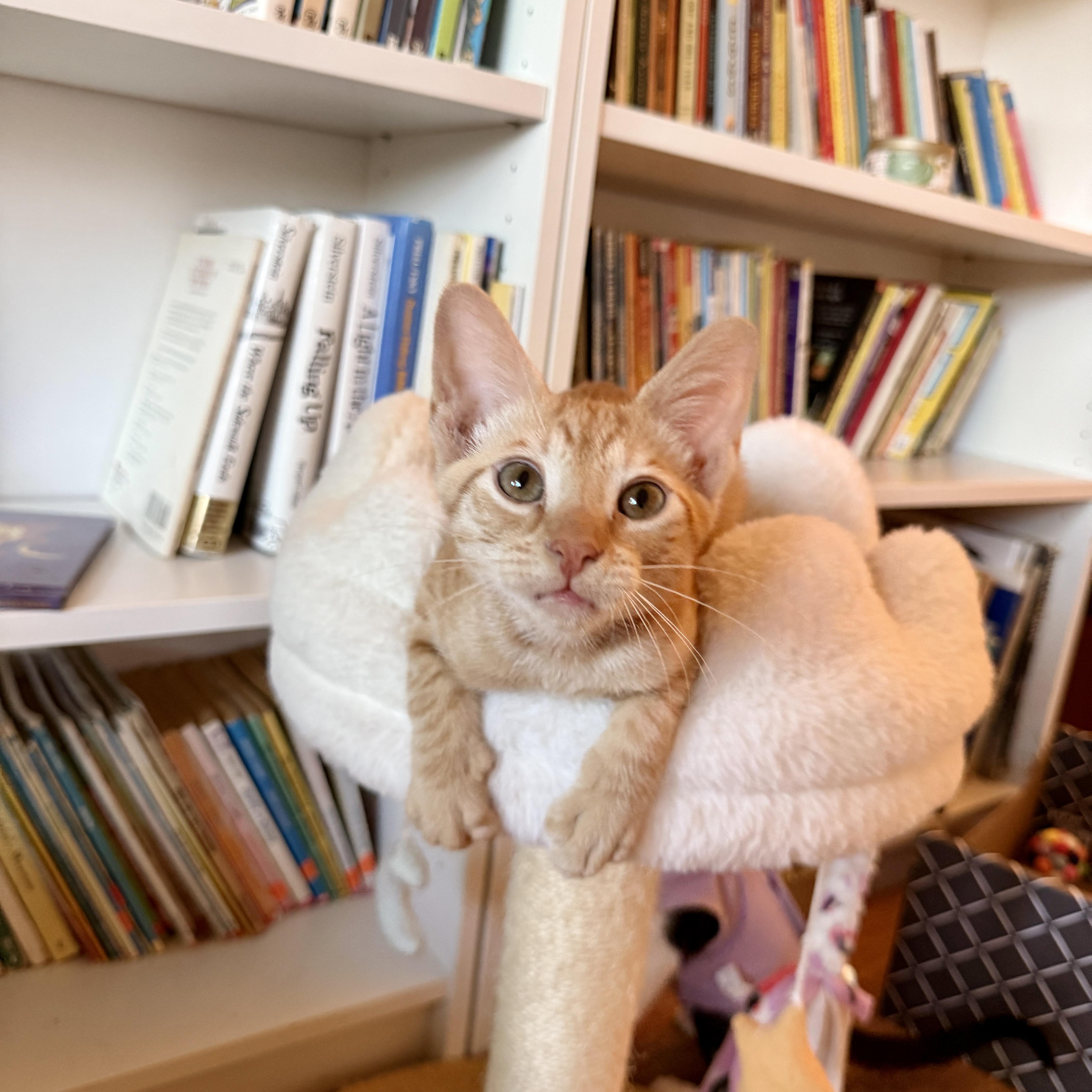 Enlarge Rocky, a ADOPTABLE Domestic Short Hair in Boca Raton, FL image 2/5