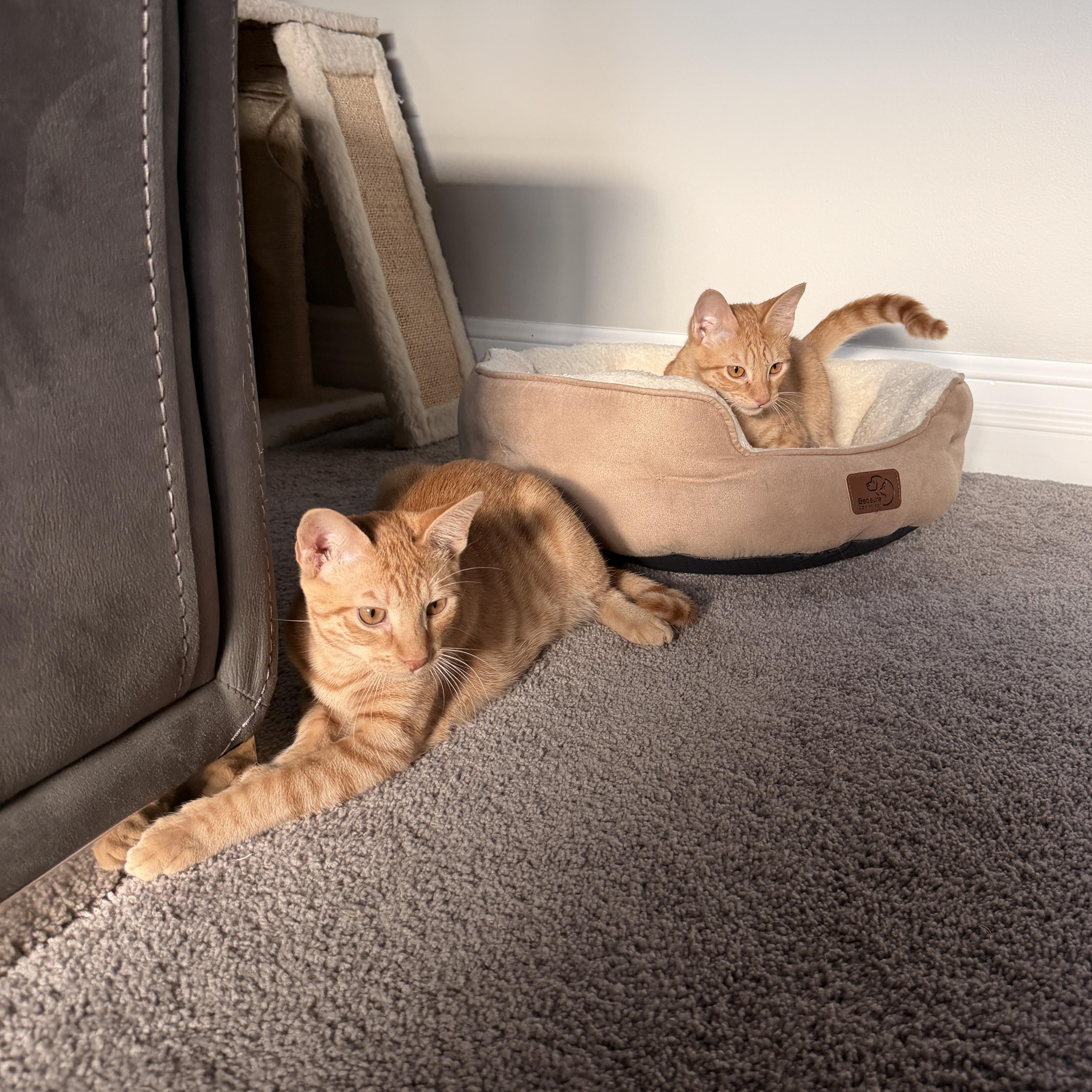 Enlarge Rocky, a Adoptable Domestic Short Hair in Boca Raton, FL image 5/5