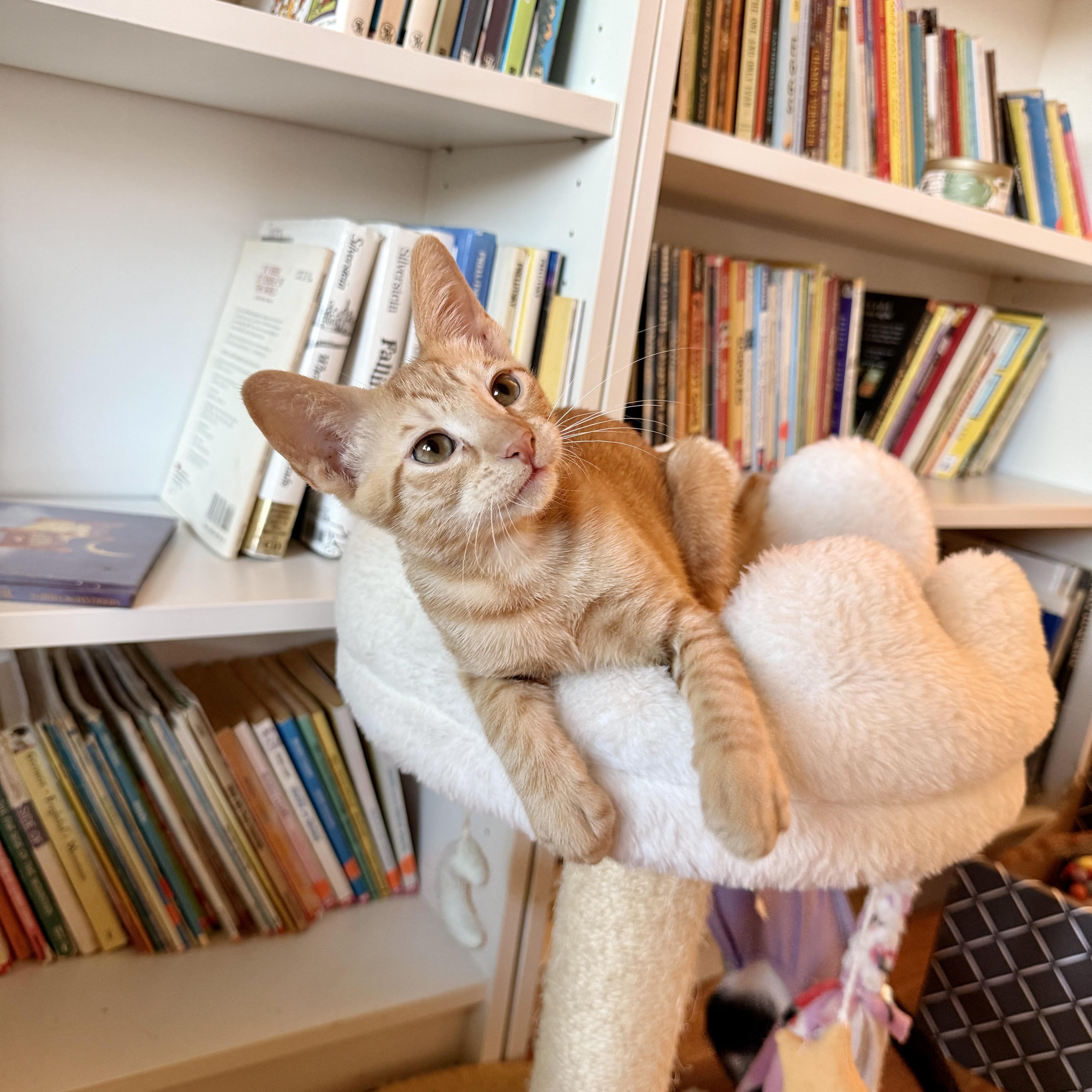 Enlarge Rocky, a ADOPTABLE Domestic Short Hair in Boca Raton, FL image 3/5