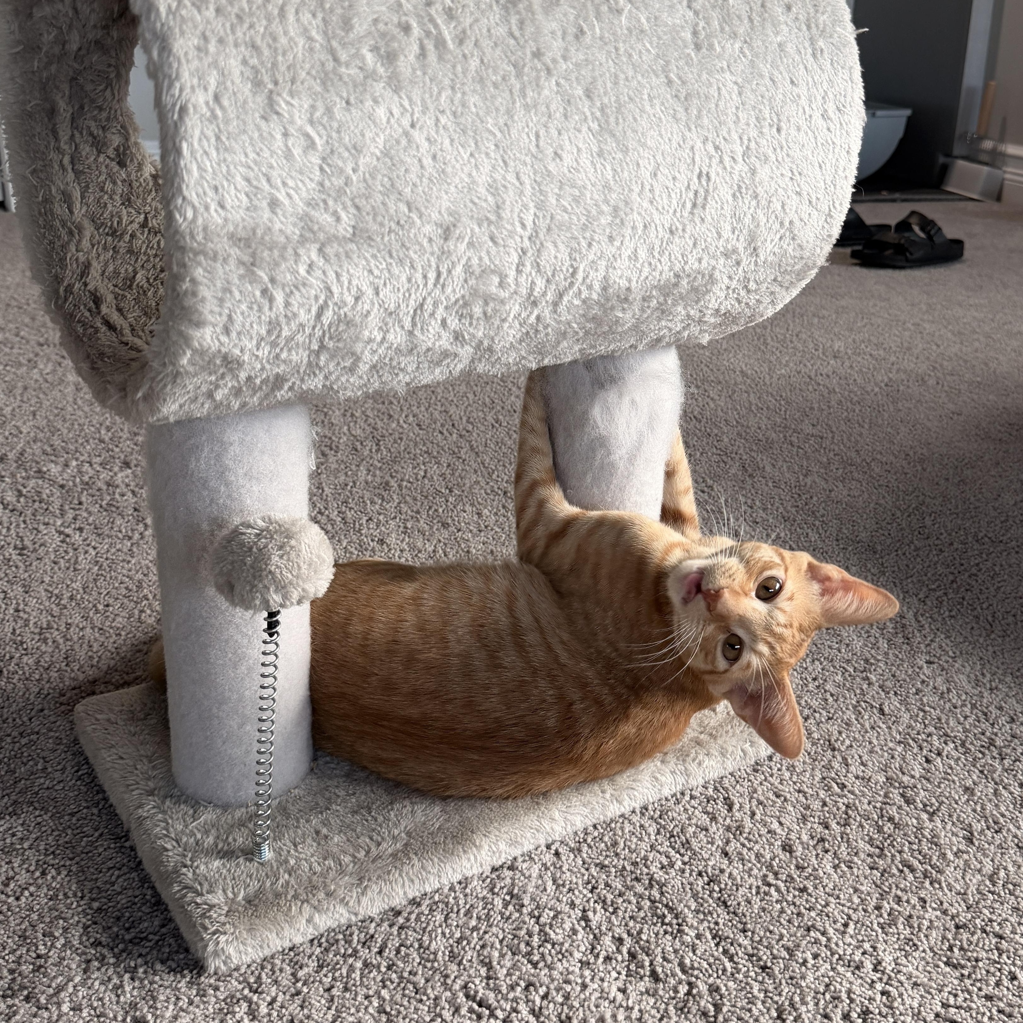 Enlarge Rocky, a Adoptable Domestic Short Hair in Boca Raton, FL image 2/5