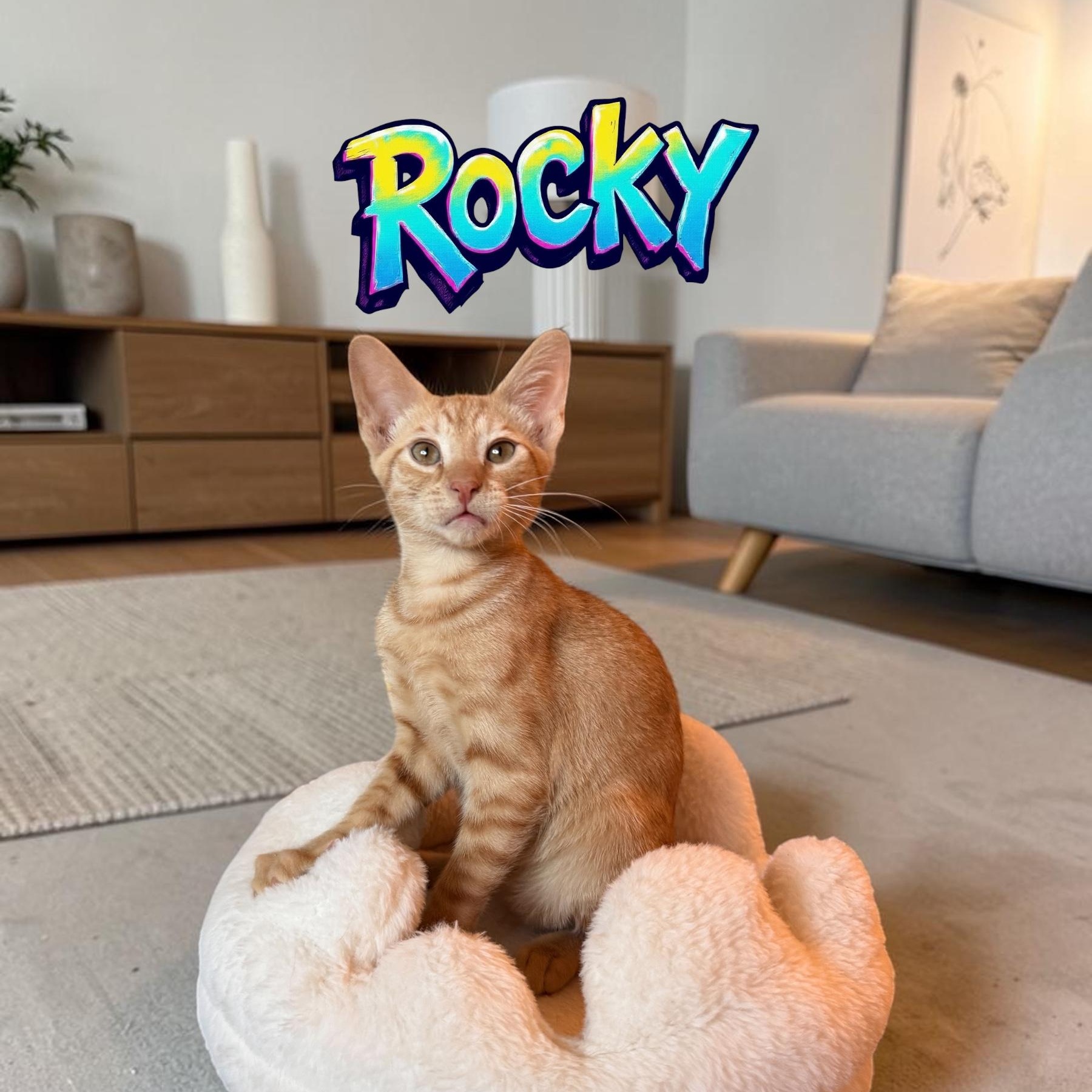 Rocky, ADOPTABLE, Kitten Male Domestic Short Hair.
