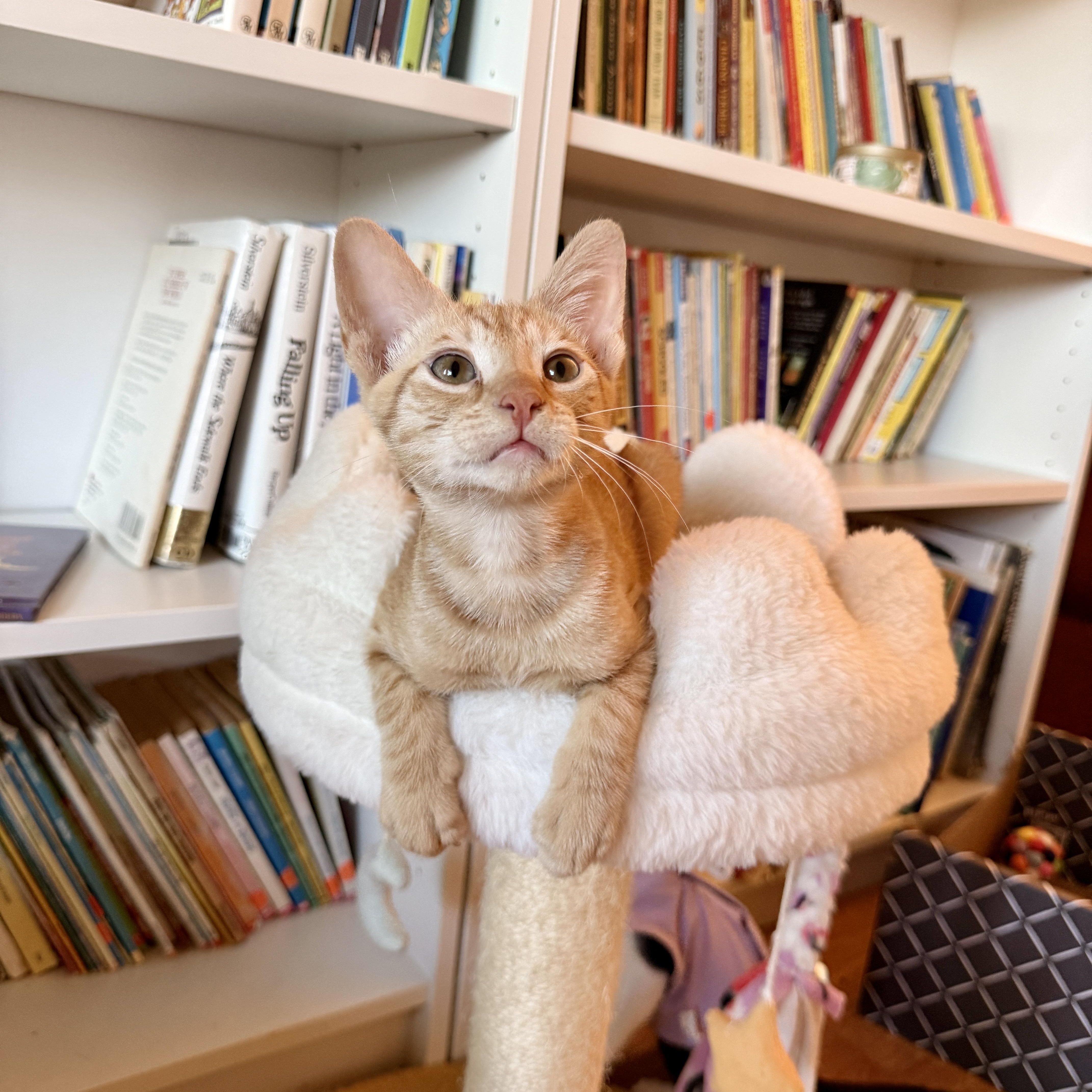Enlarge Rocky, a ADOPTABLE Domestic Short Hair in Boca Raton, FL image 5/5