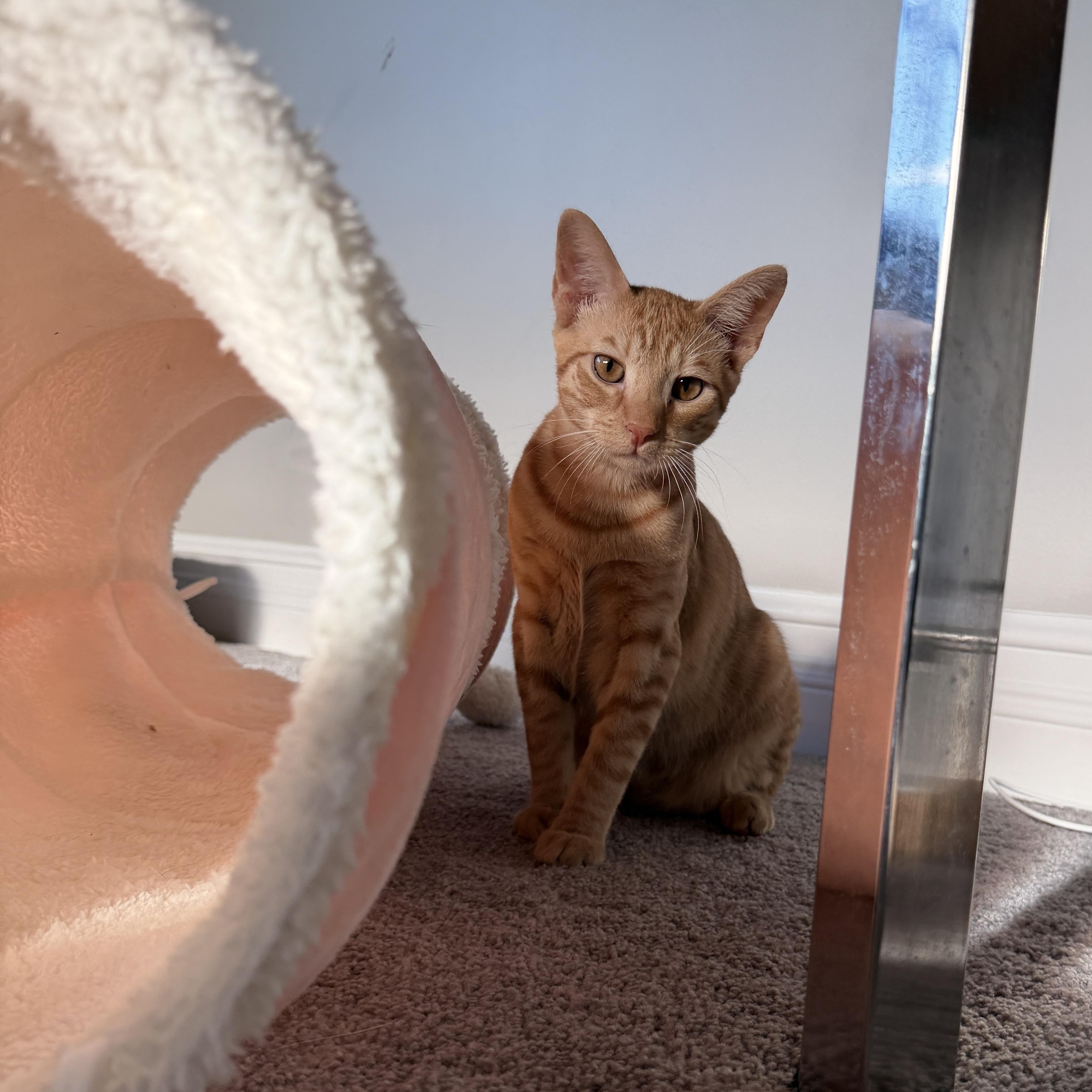 Enlarge Rocky, a Adoptable Domestic Short Hair in Boca Raton, FL image 3/5