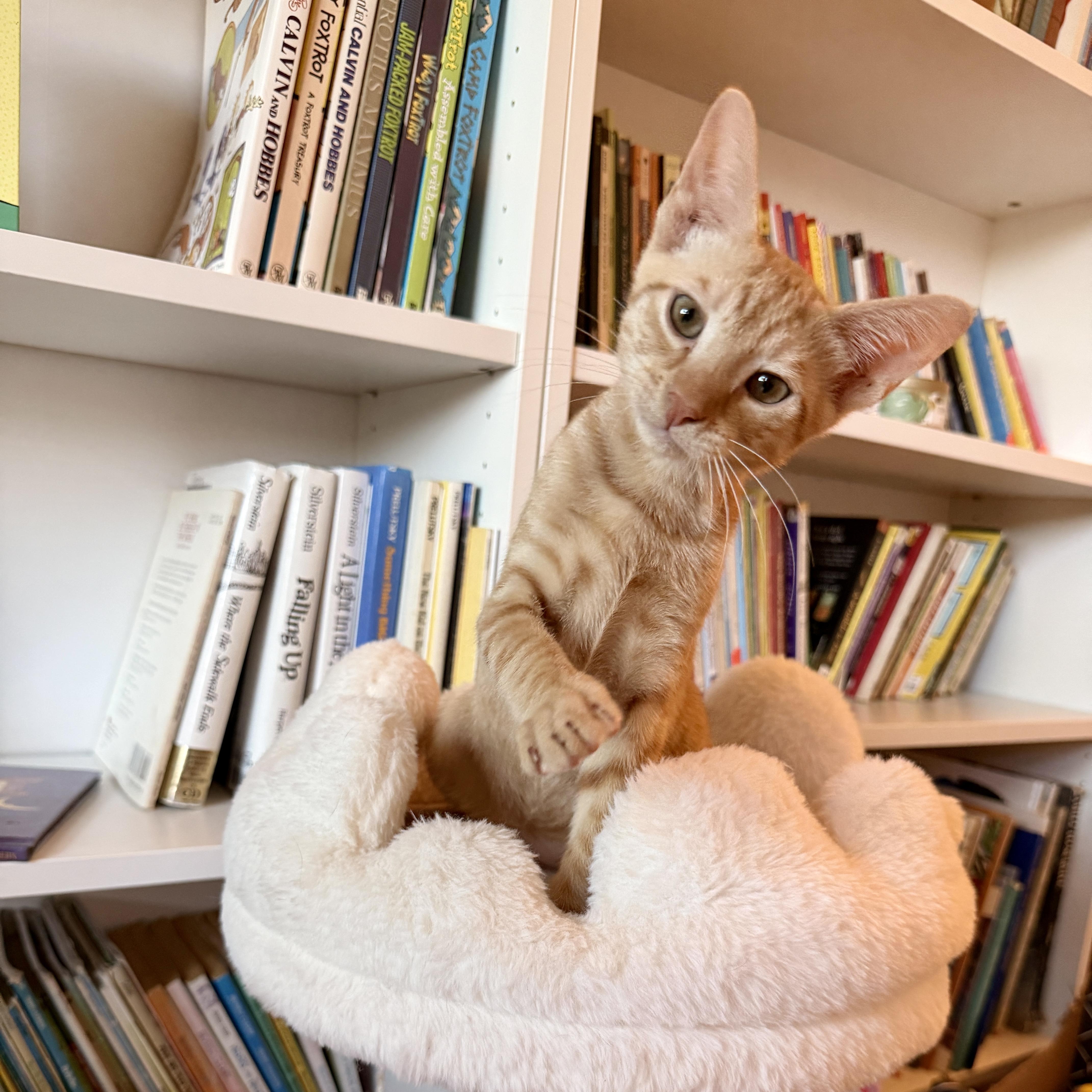 Enlarge Rocky, a ADOPTABLE Domestic Short Hair in Boca Raton, FL image 4/5