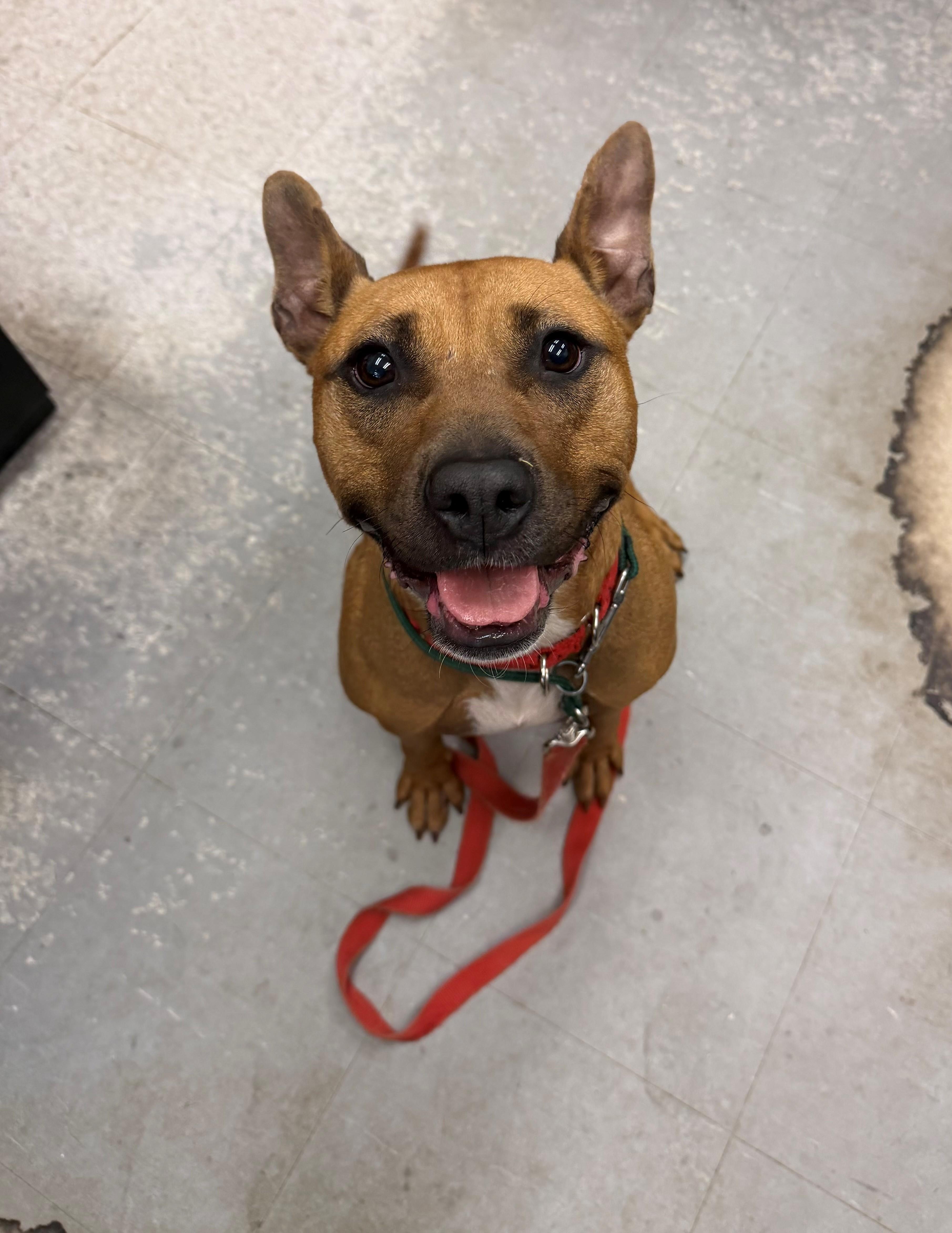 Alana, ADOPTABLE, Adult Female Pit Bull Terrier.