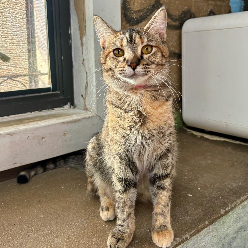 Enlarge Lola, a Adoptable Domestic Short Hair in Laredo, TX image 1/1