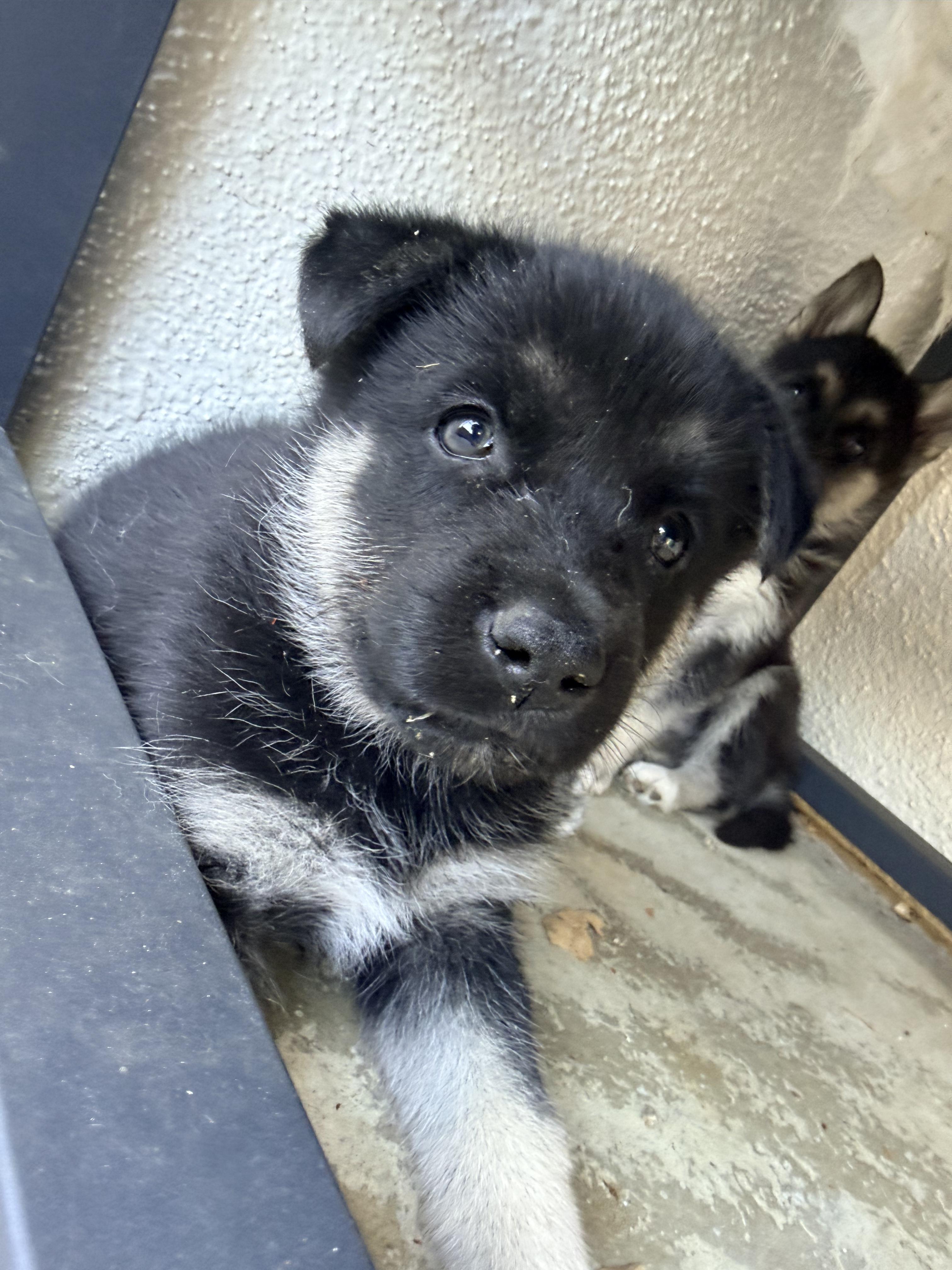 Enlarge Available NOW... Black Velvet the handsome shepsky puppy, a Adoptable mixed breed in torrance, CA image 3/5