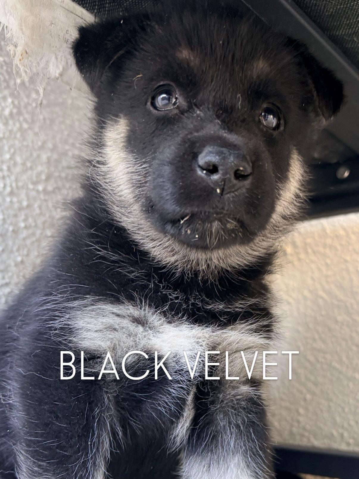 Enlarge Available NOW... Black Velvet the handsome shepsky puppy, a Adoptable mixed breed in torrance, CA image 2/5