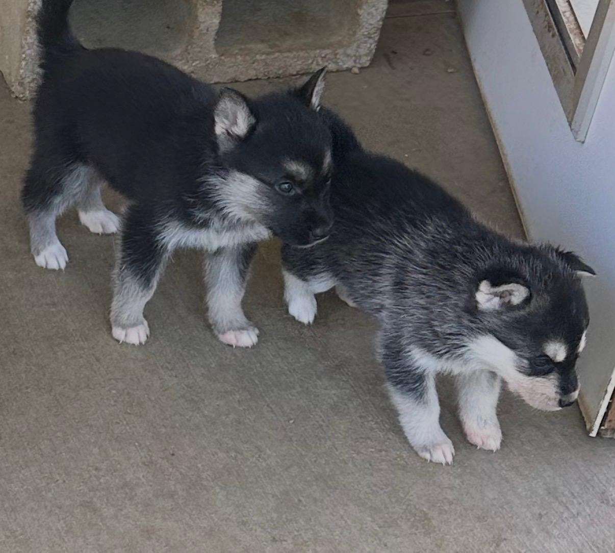 Enlarge Available NOW... Black Velvet the handsome shepsky puppy, a Adoptable mixed breed in torrance, CA image 4/5