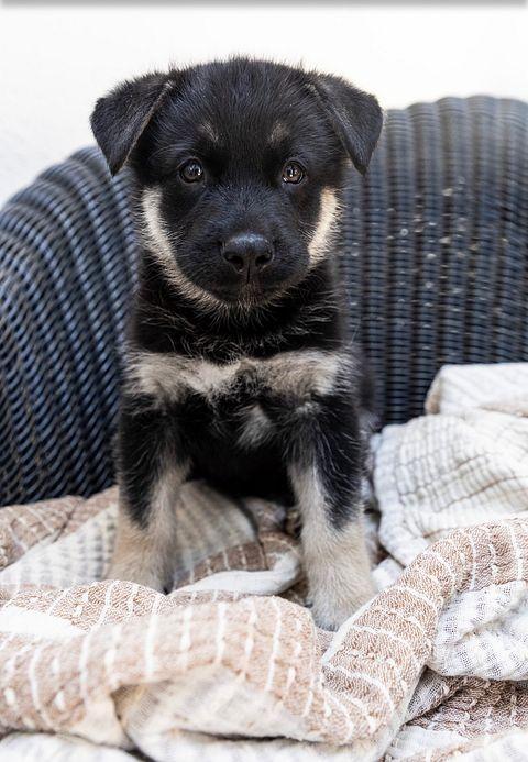 Enlarge Available NOW... Black Velvet the handsome shepsky puppy, a Adoptable mixed breed in torrance, CA image 1/5
