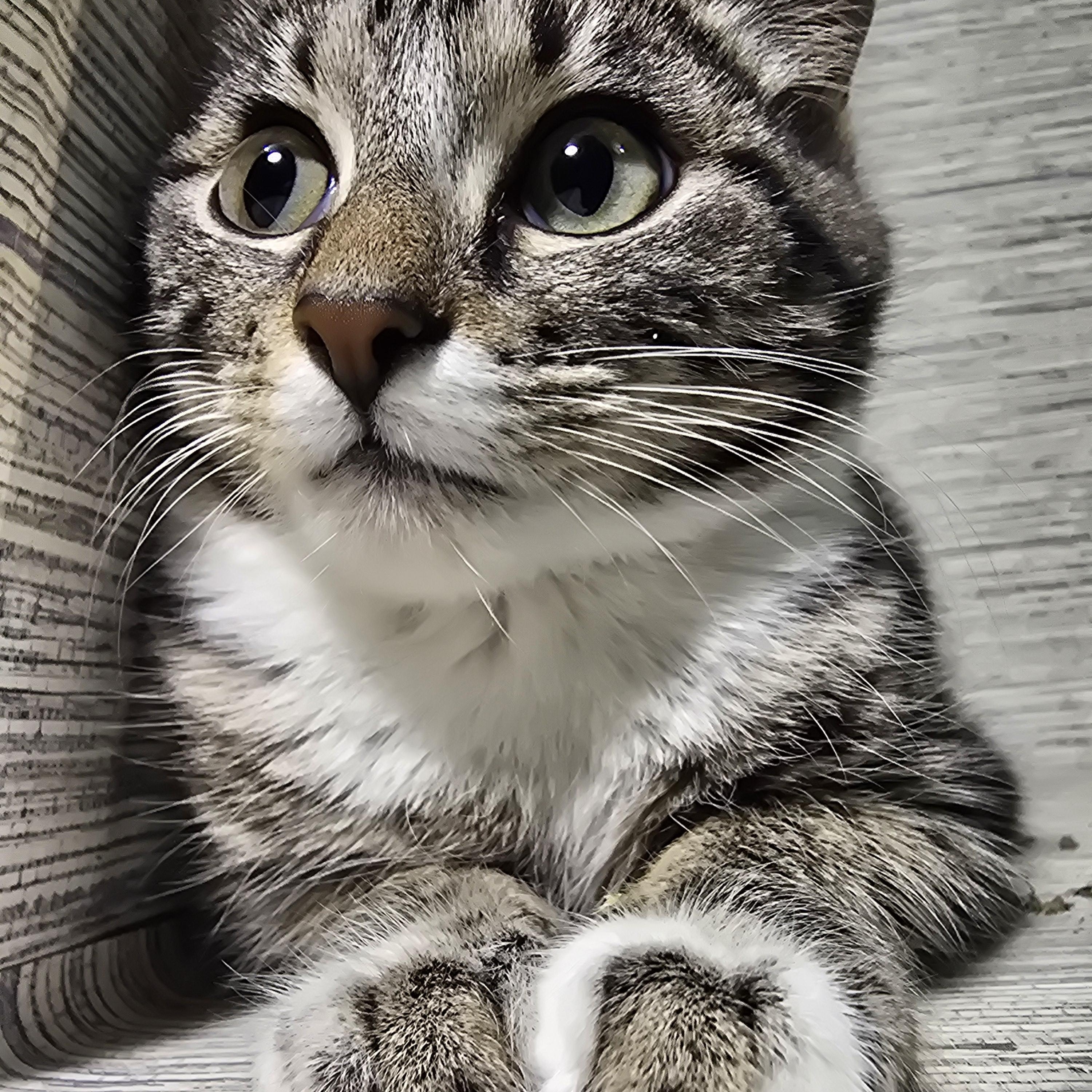 Enlarge Ginsburg, a ADOPTABLE Domestic Short Hair in quinton, AL image 2/6