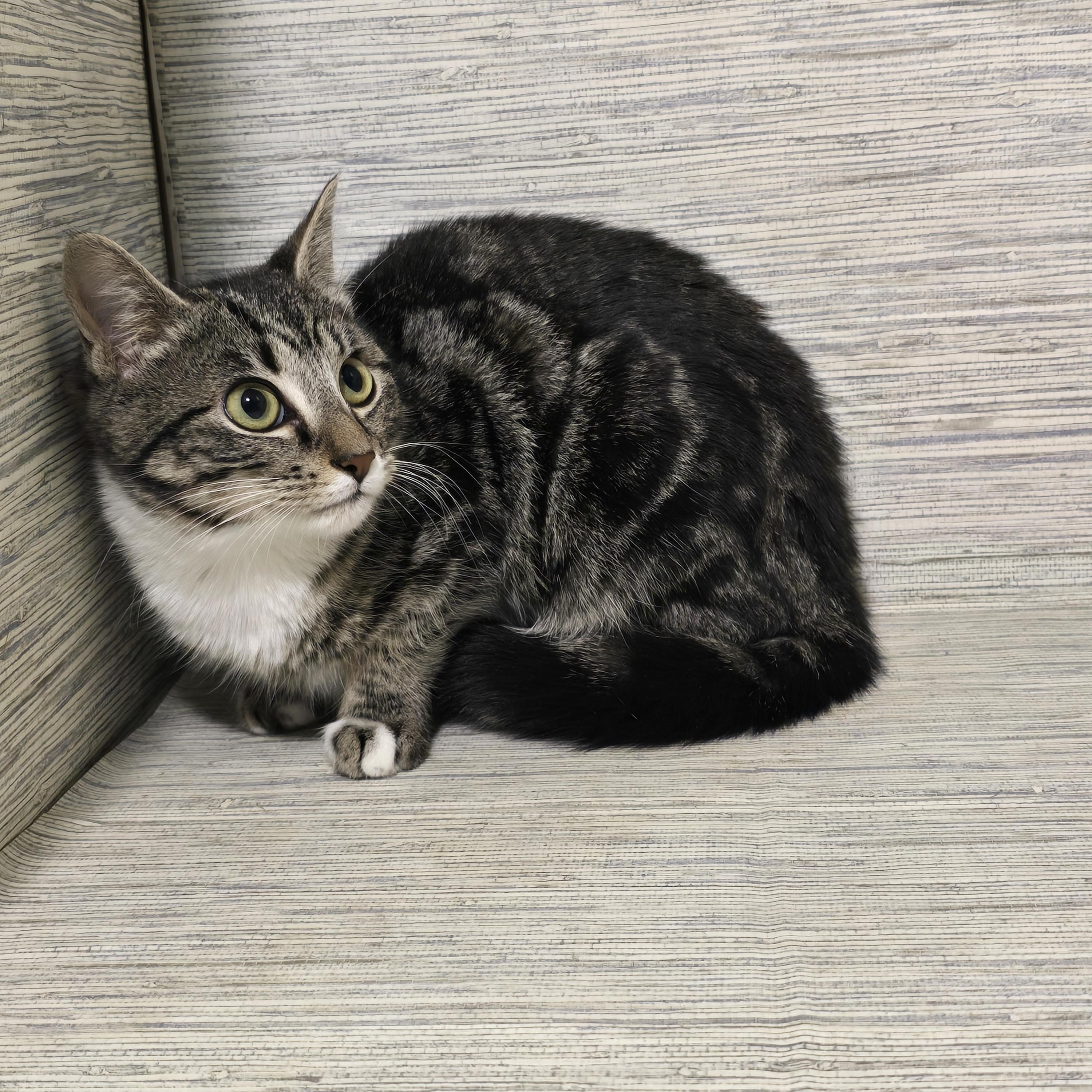 Enlarge Ginsburg, a ADOPTABLE Domestic Short Hair in quinton, AL image 3/6