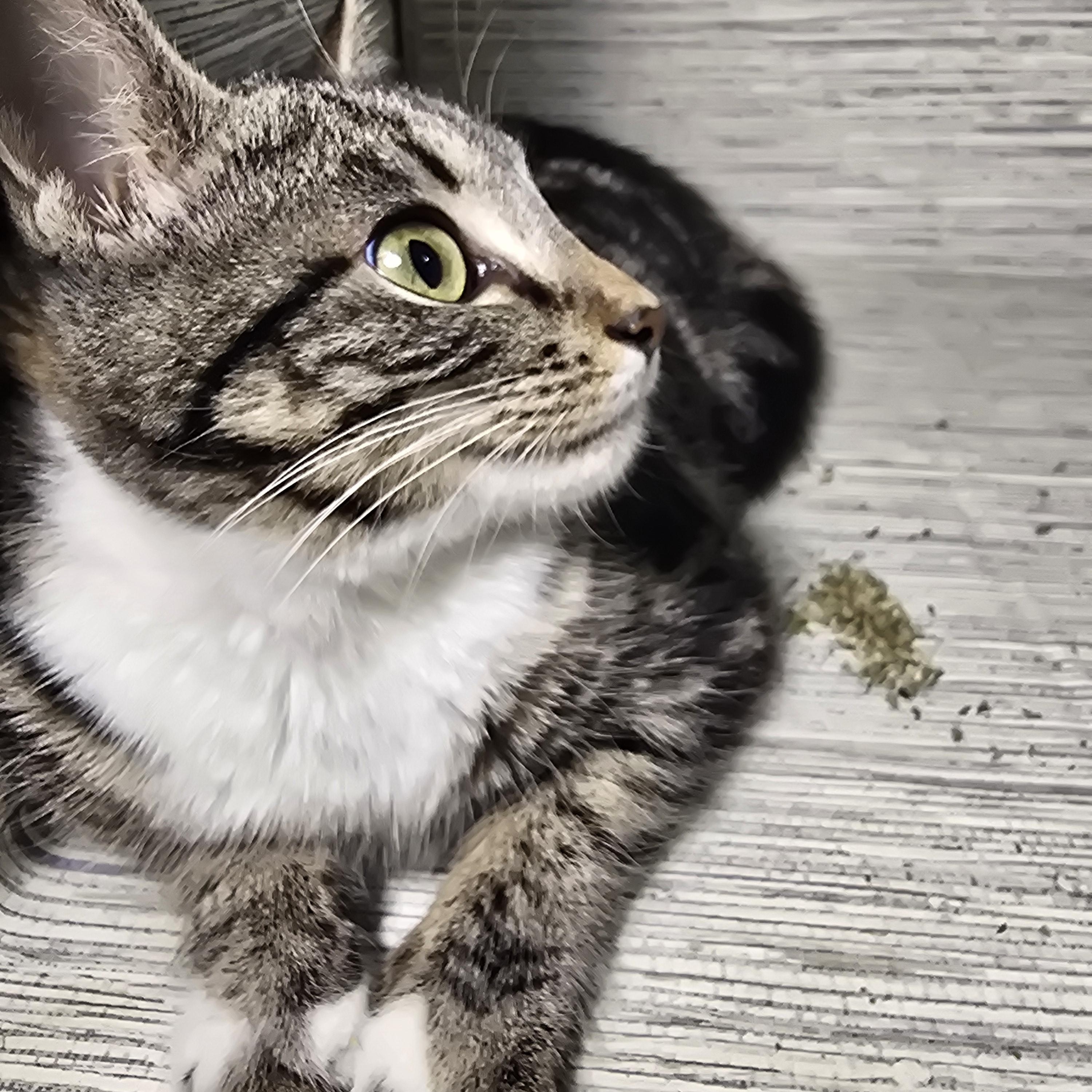 Enlarge Ginsburg, a ADOPTABLE Domestic Short Hair in quinton, AL image 4/6